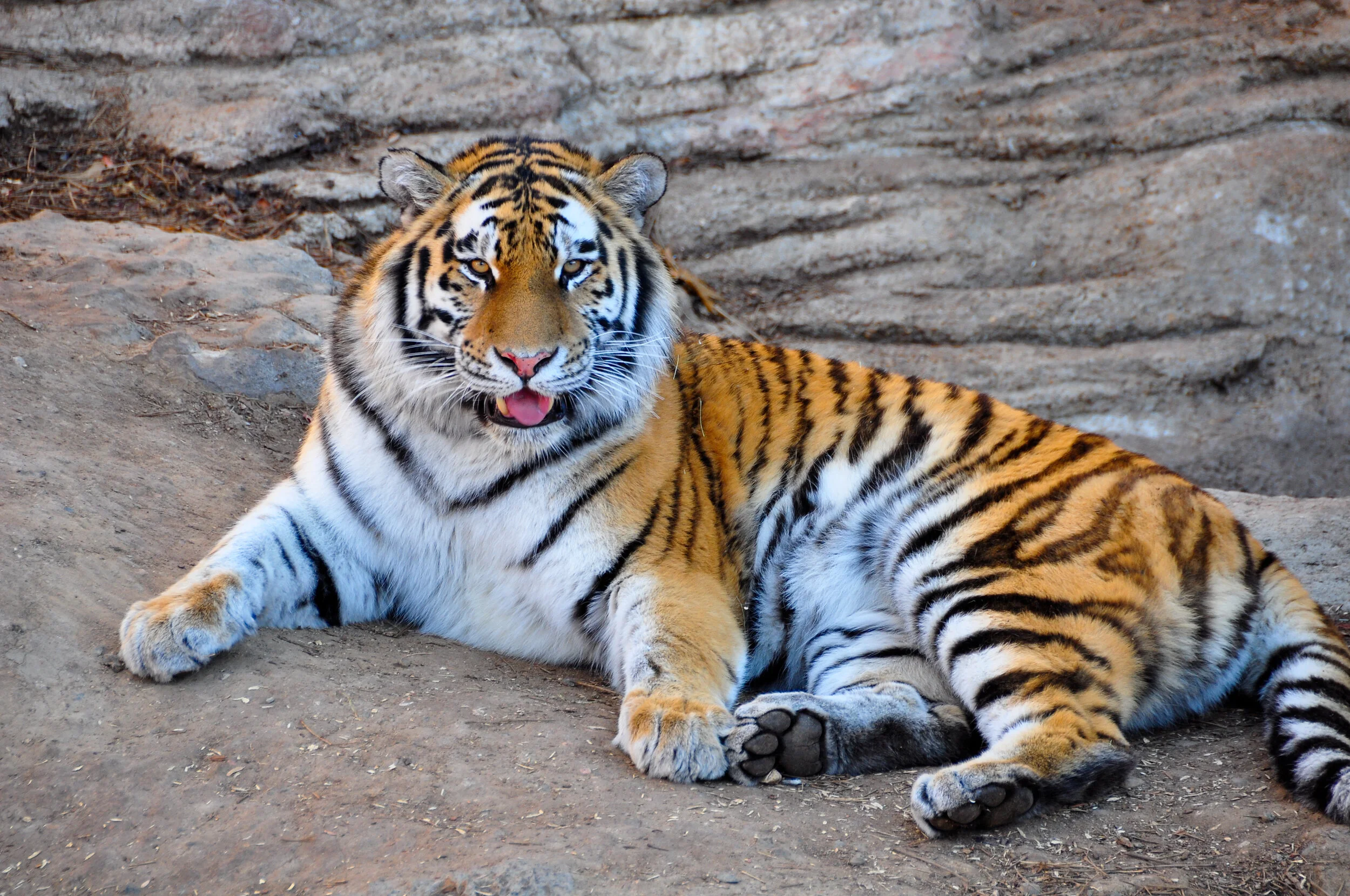 A tiger lying on the ground with rocks and dirt in the background.