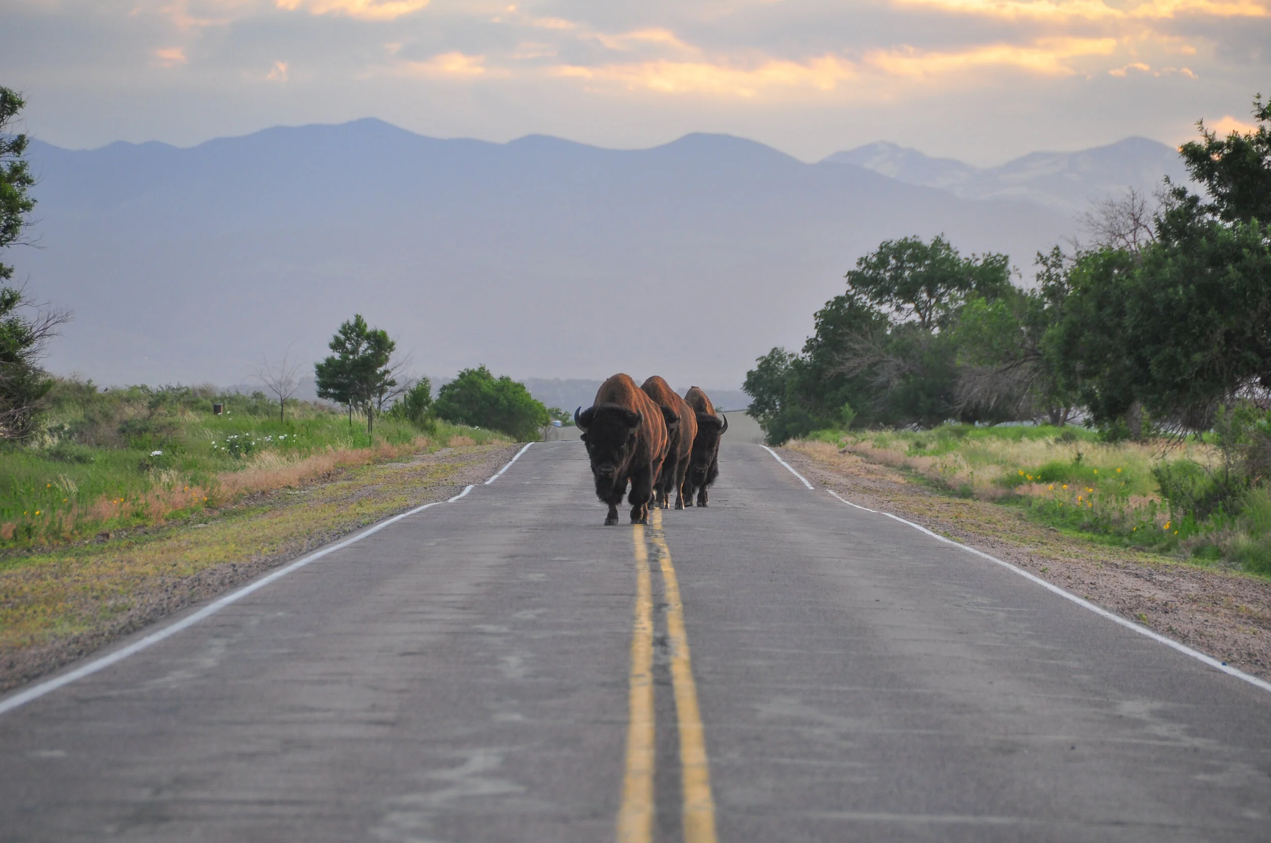 Three bison walking down a paved rural road with a double yellow line, flanked by grassy fields and trees, with mountains and a cloudy sky in the background.