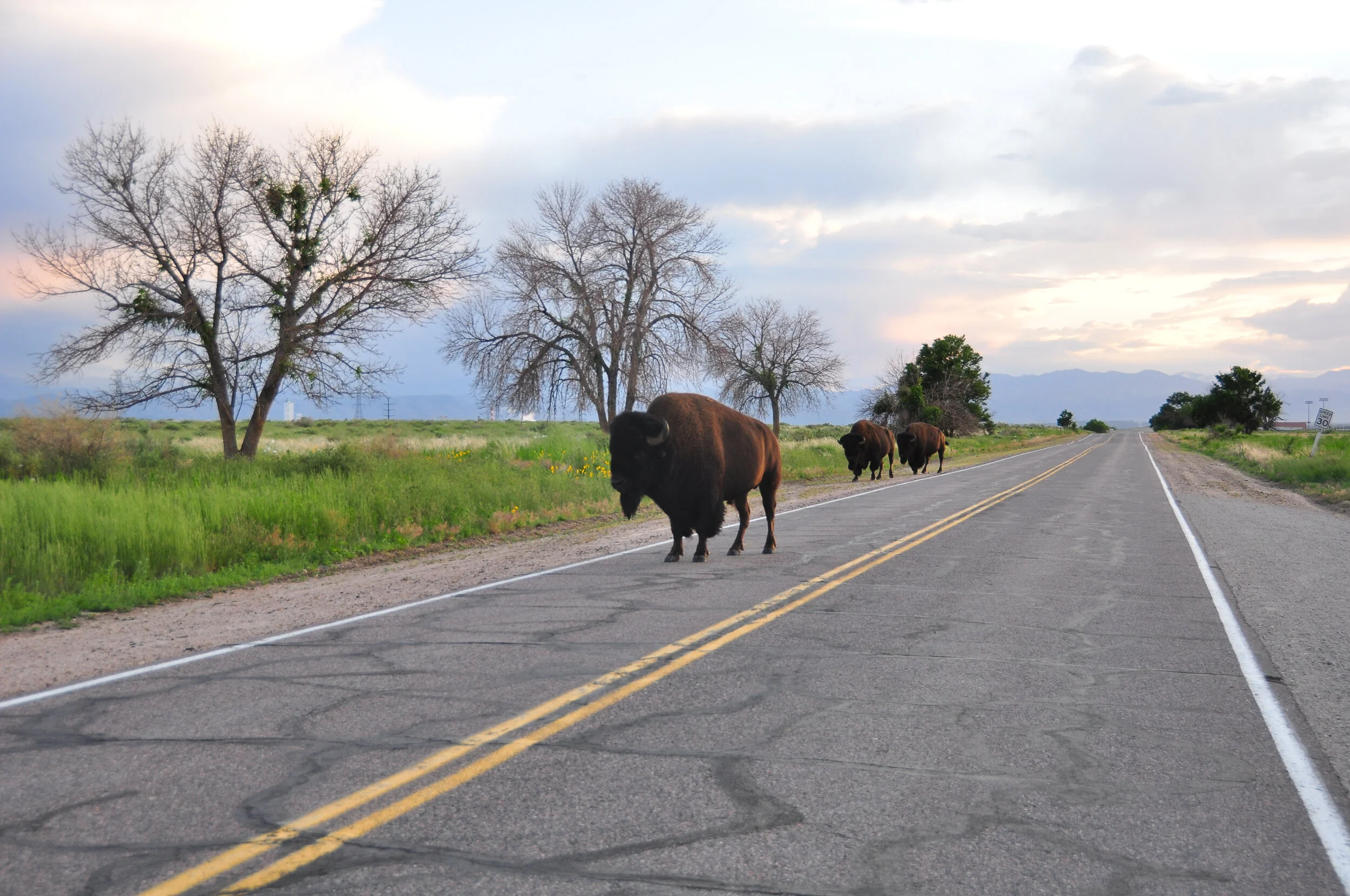 Three bison walking on a rural road with green fields, leafless trees, and mountains in the background during cloudy weather.