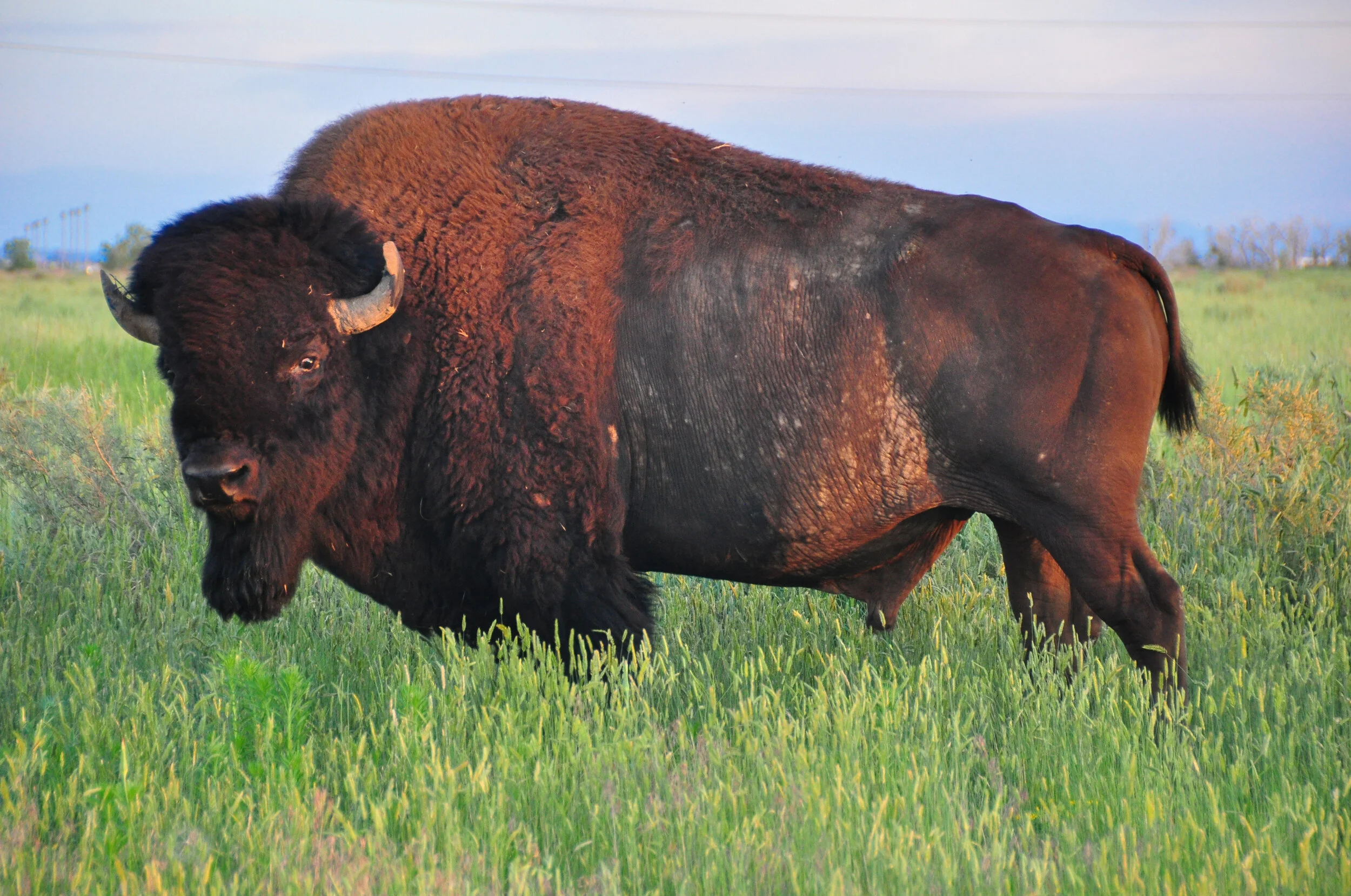 A bison standing in green grass in a field with a cloudy sky in the background.