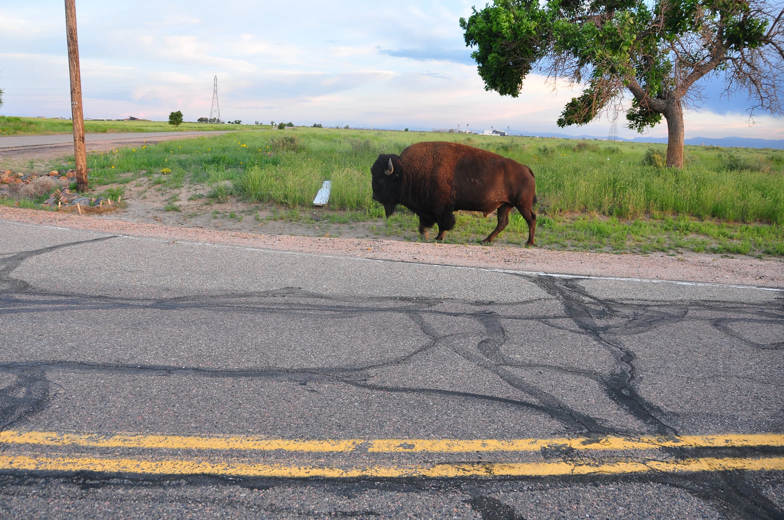 A buffalo standing on the grassy shoulder of a cracked asphalt road under a tree, with open fields and a cloudy sky in the background.