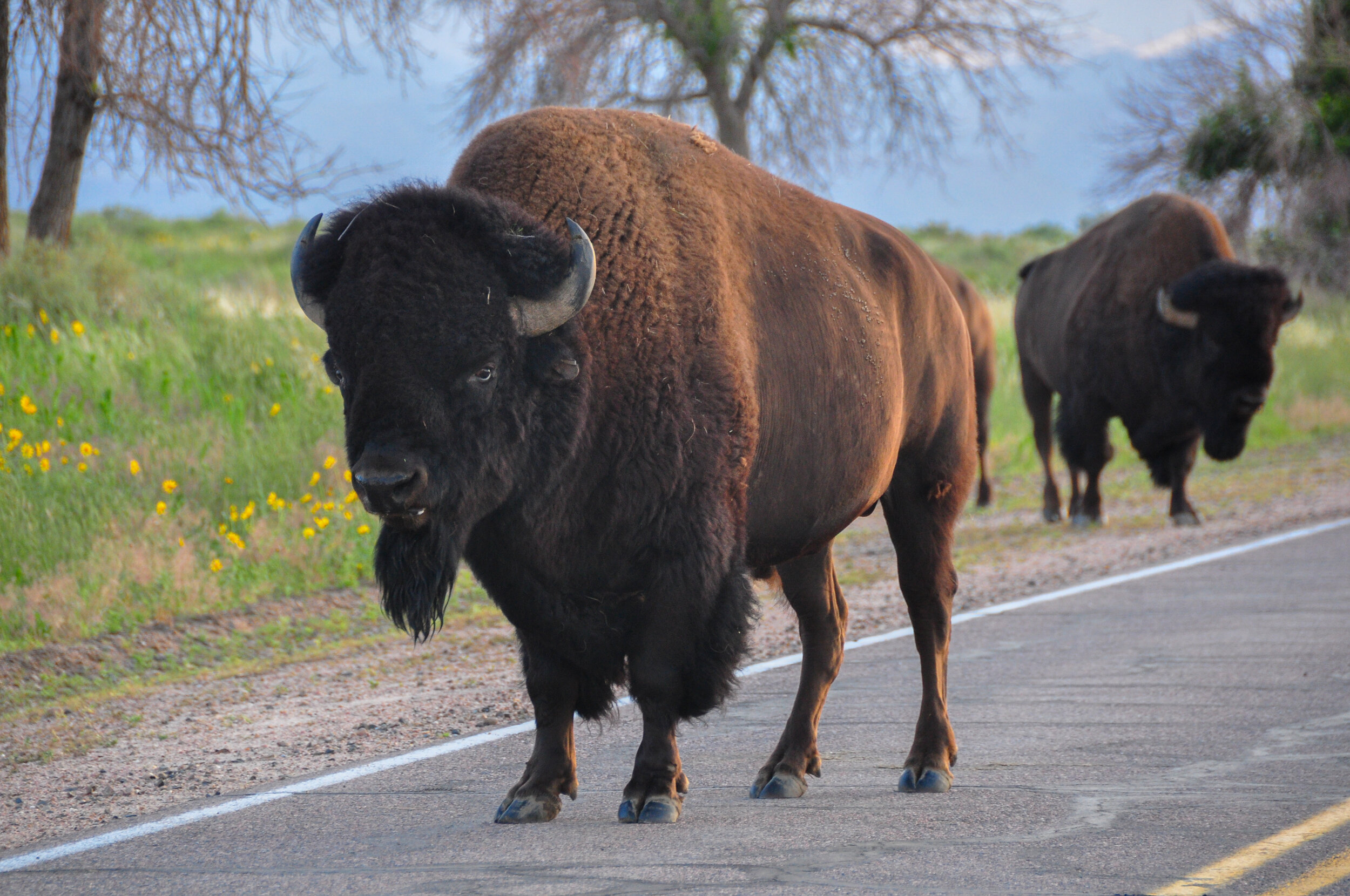 Bison standing on a road with another bison in the background, trees and grass on the side.