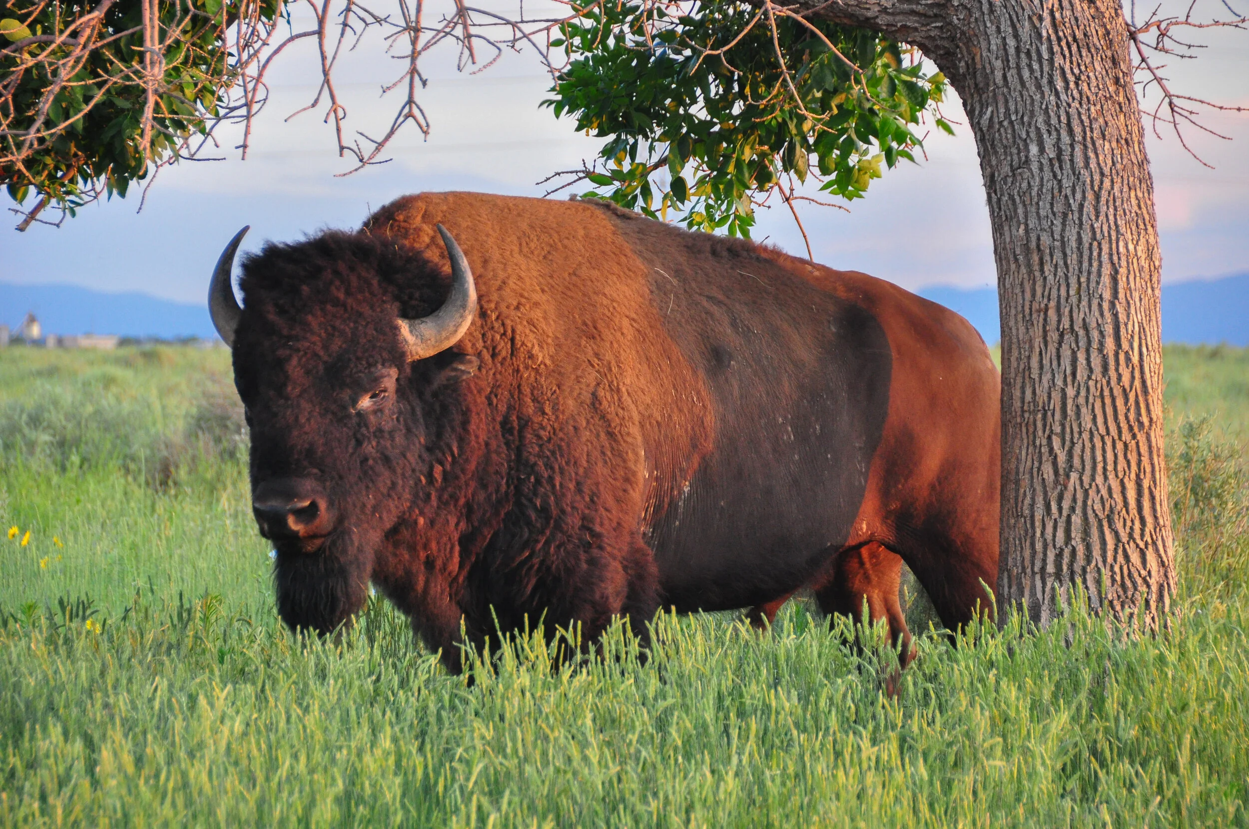 A bison standing in a grassy field next to a tree with some leaves on its branches. In the background, there are distant mountains and a cloudy sky.