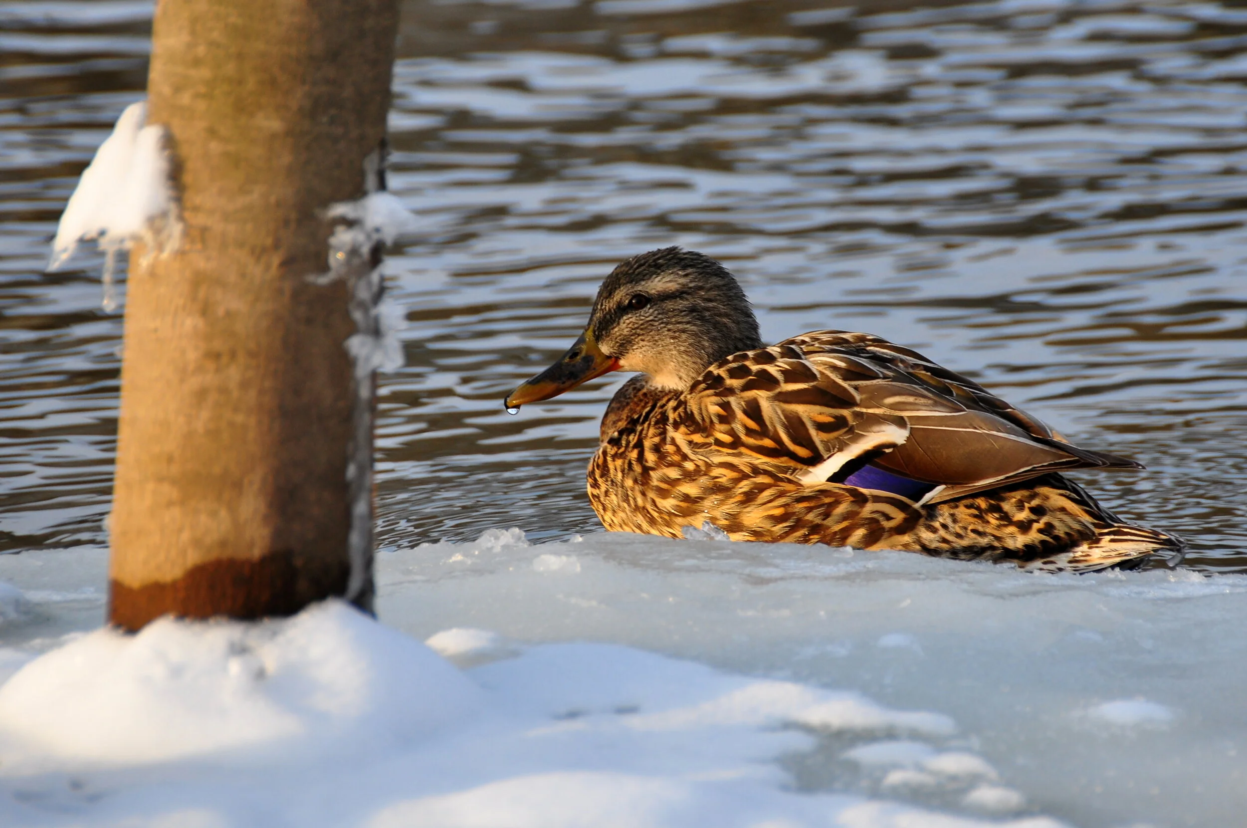 A duck swimming in icy water next to a snow-covered tree trunk.