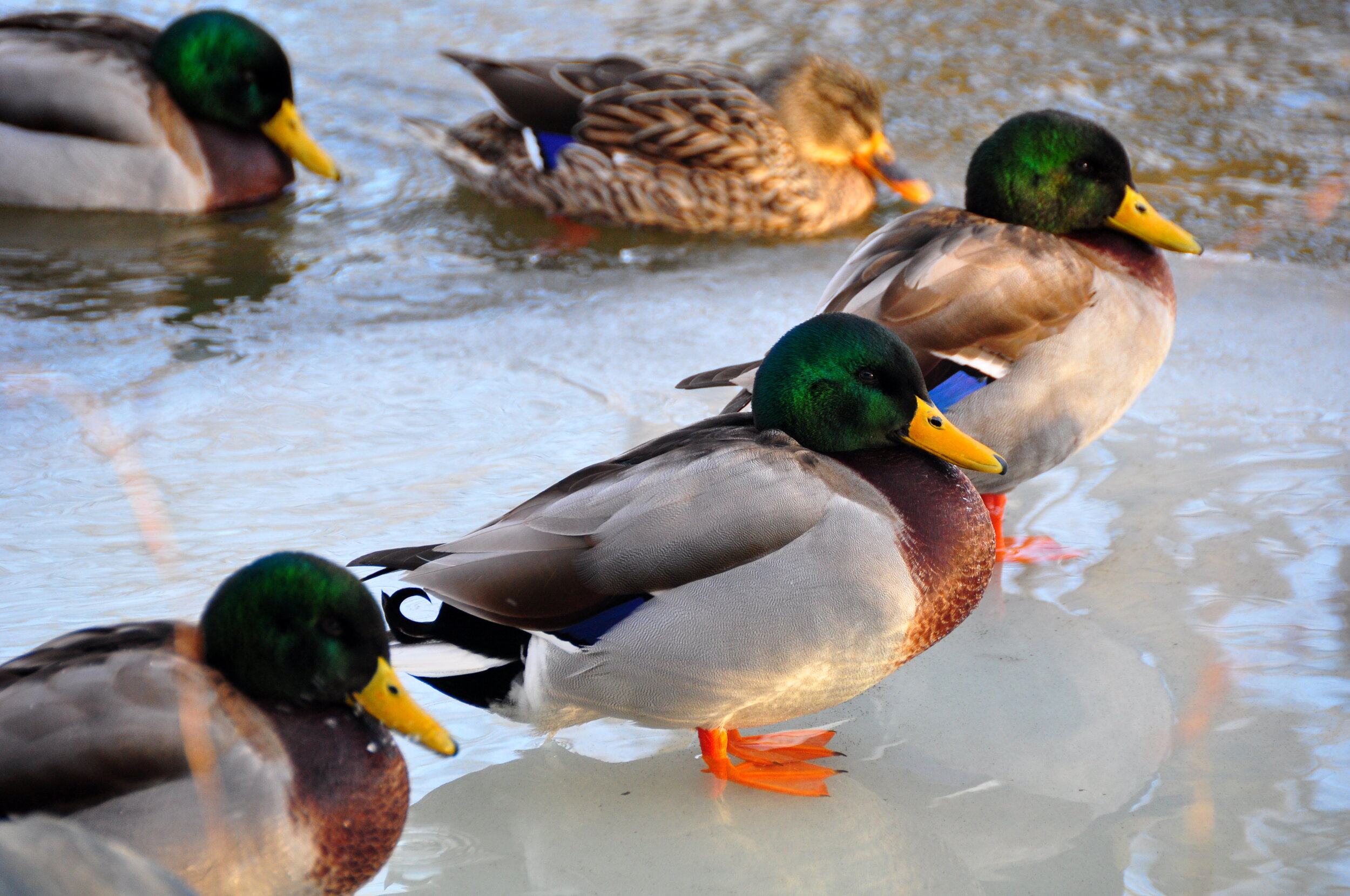 Four mallard ducks standing on the edge of a shallow body of water, with some water visible around their feet.