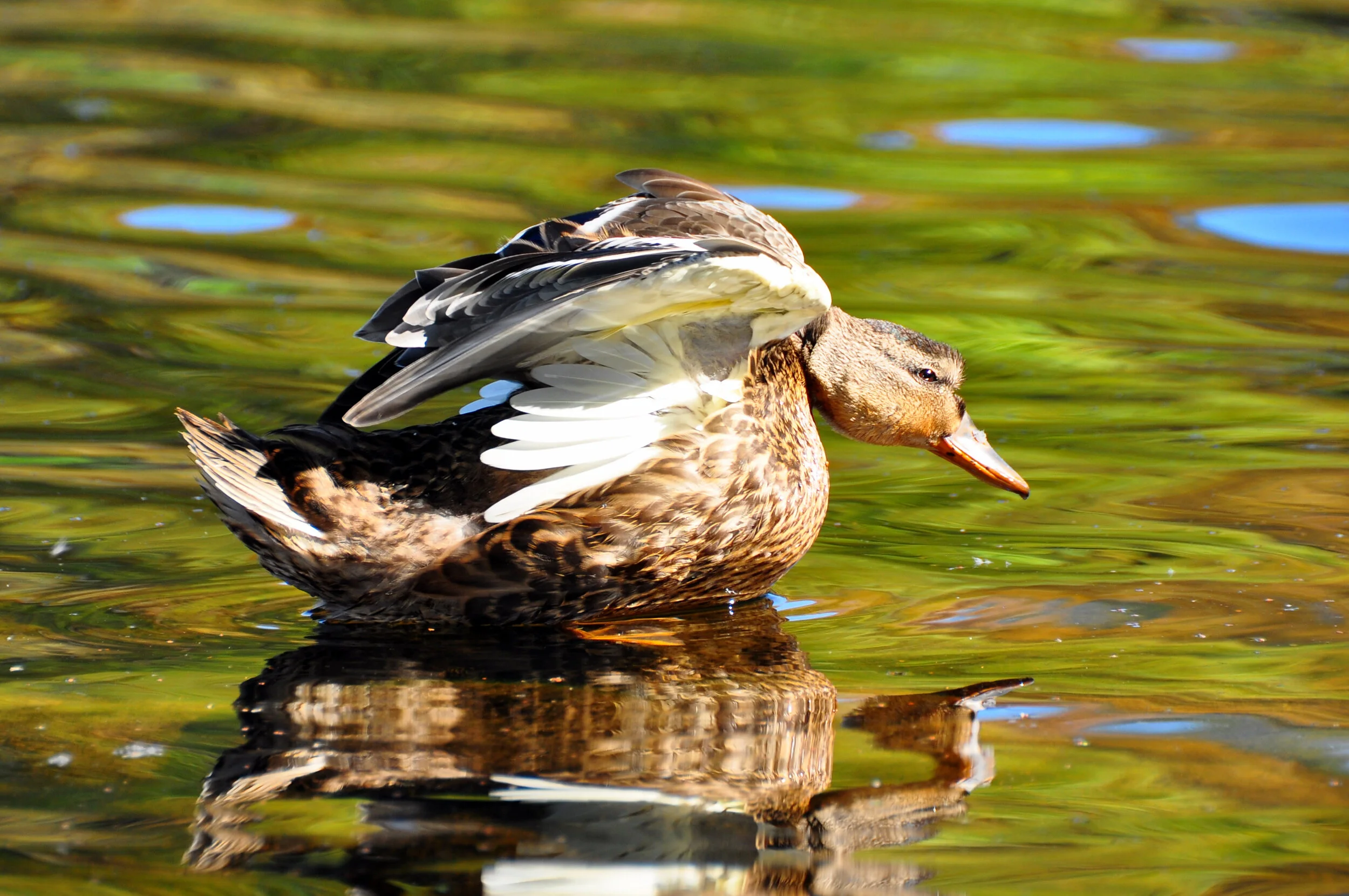 A duck in water with its wings partially lifted, displaying brown, white, and black feathers, with a reflection visible on the water's surface.