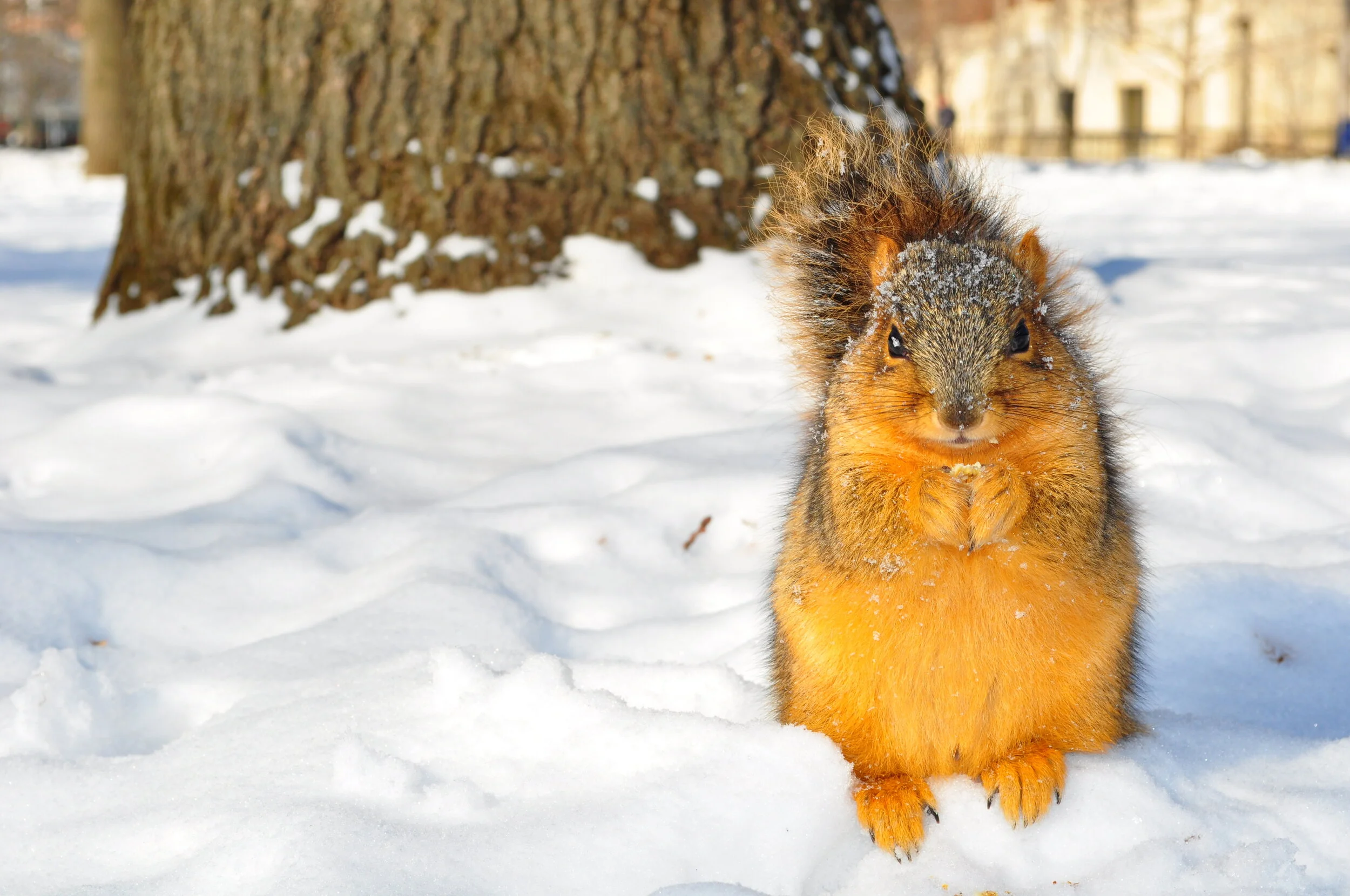 A squirrel sitting on snow with a large tree trunk in the background during winter.