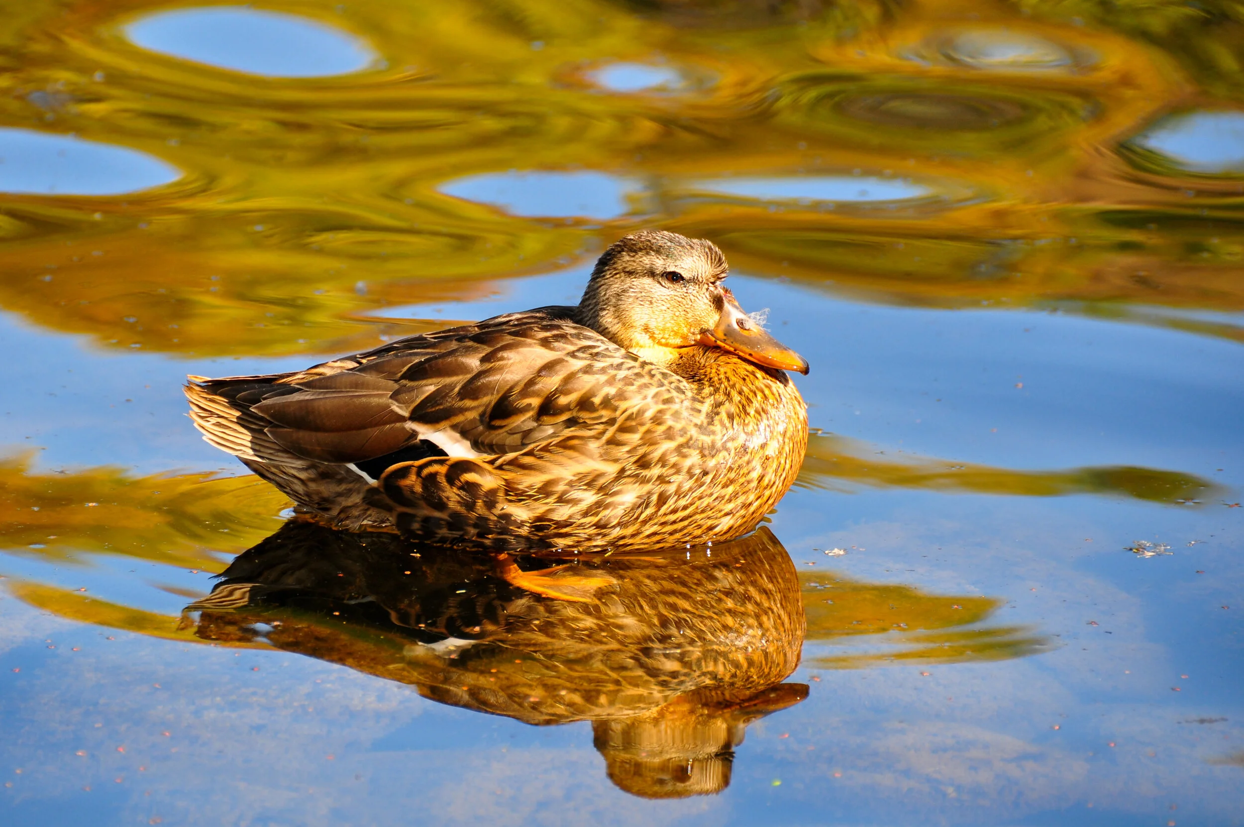 A duck with brown and beige feathers floating on water that reflects the duck and surrounding colors.