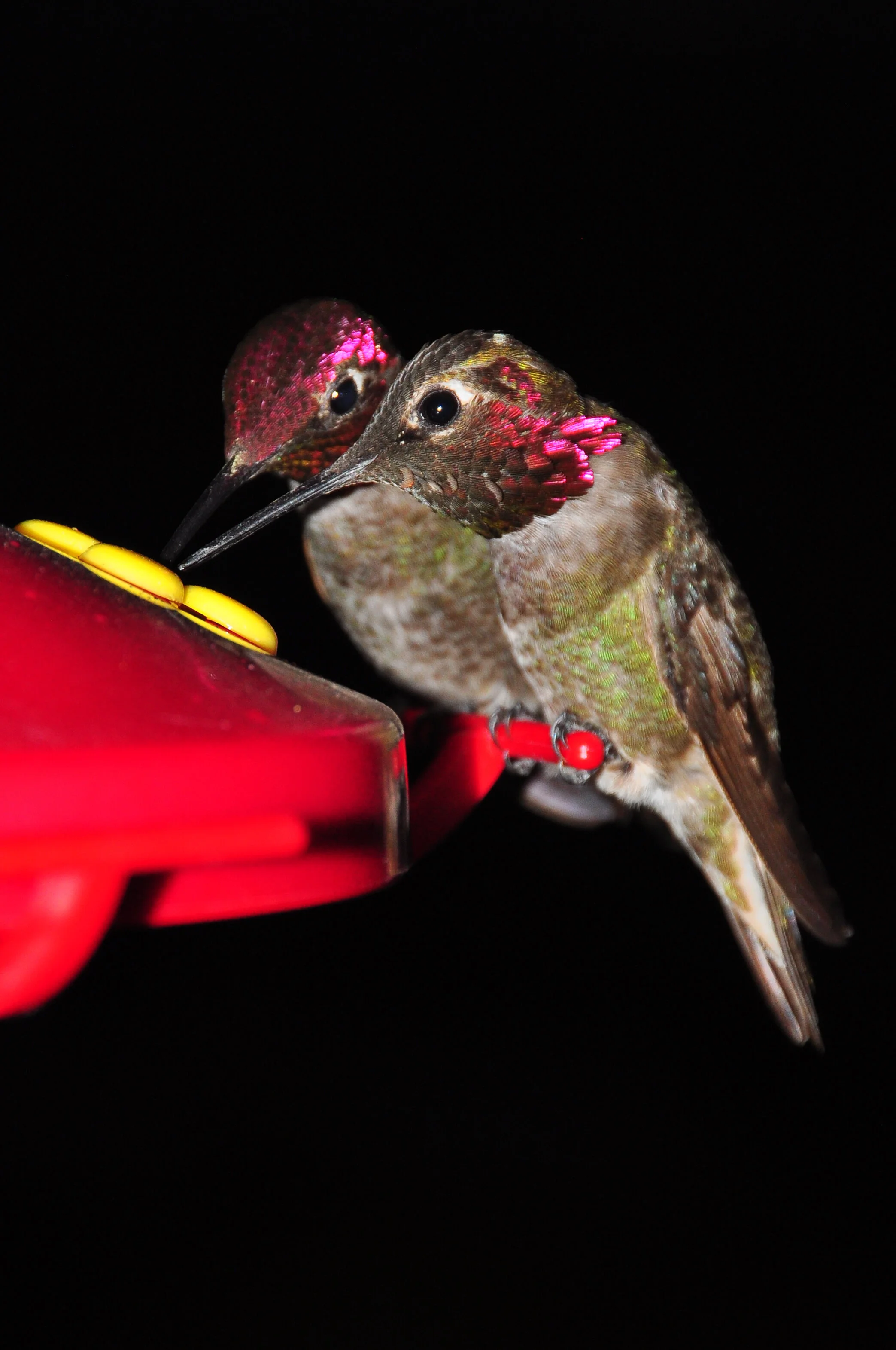 Two hummingbirds feeding from a red hummingbird feeder with yellow feeding ports against a black background.