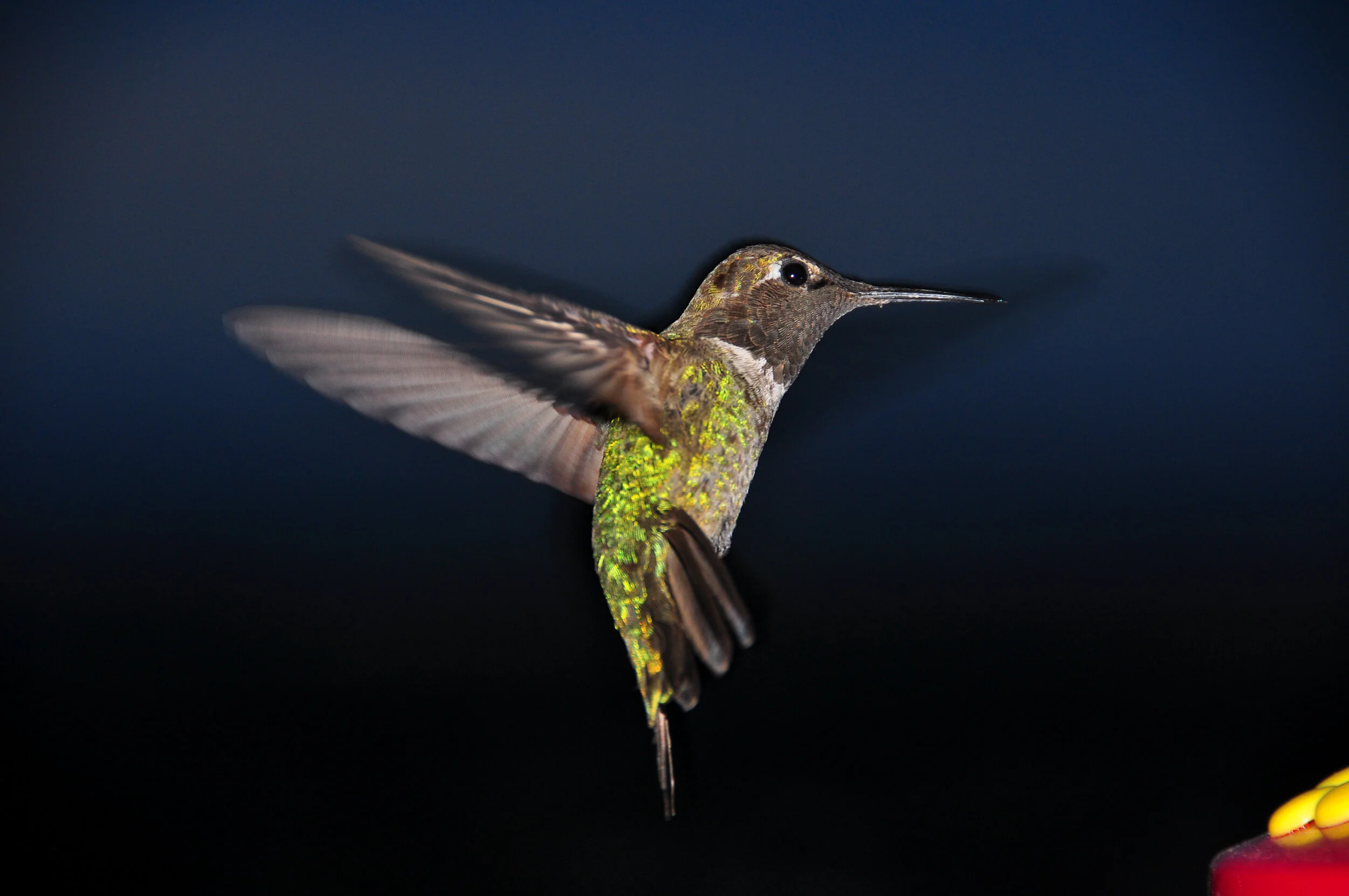 A hummingbird in flight with wings blurred, dark background, and a partial red flower in the bottom right corner.