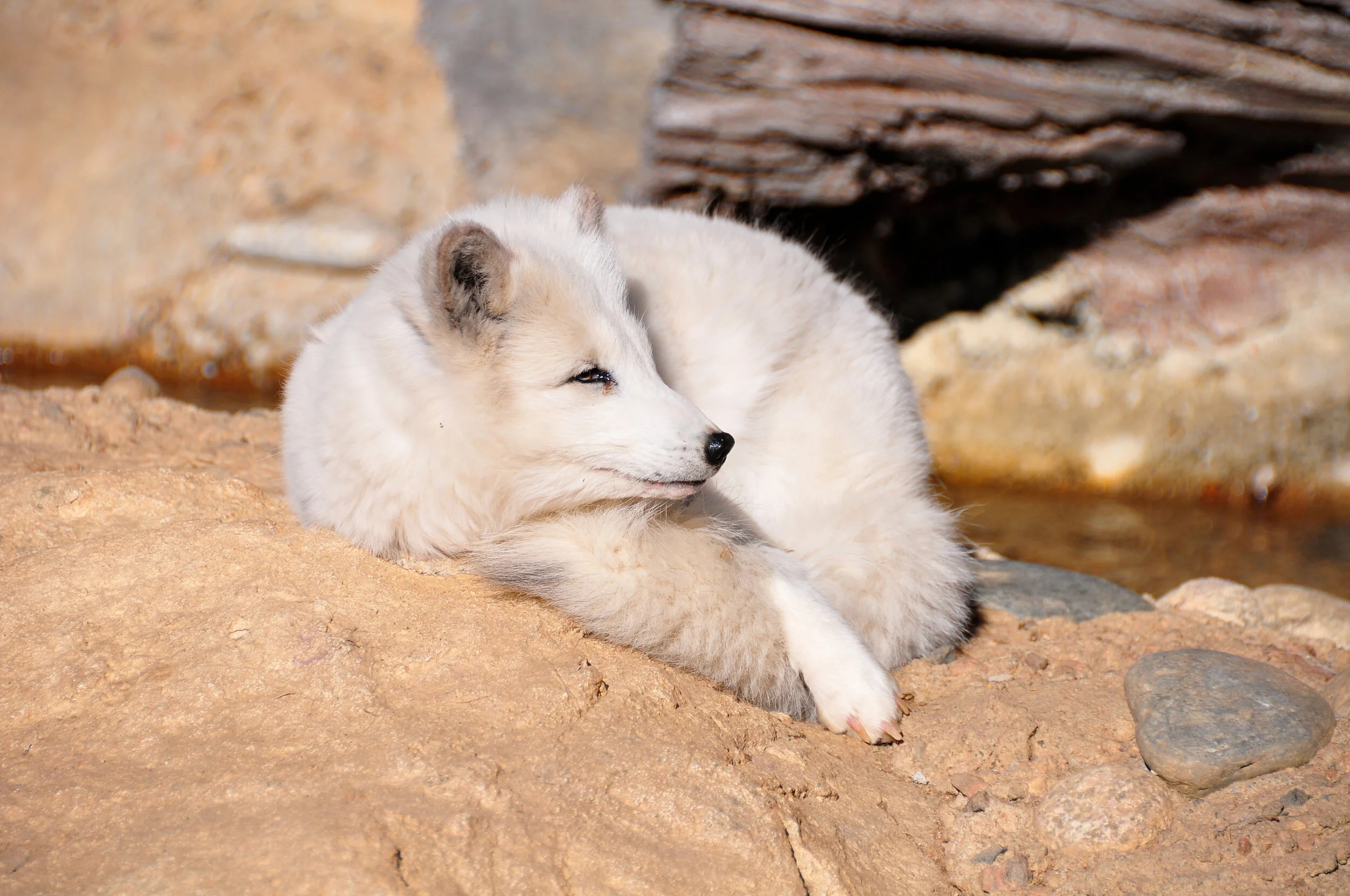 A young husky puppy with white and gray fur lying on a rock near a small water stream.