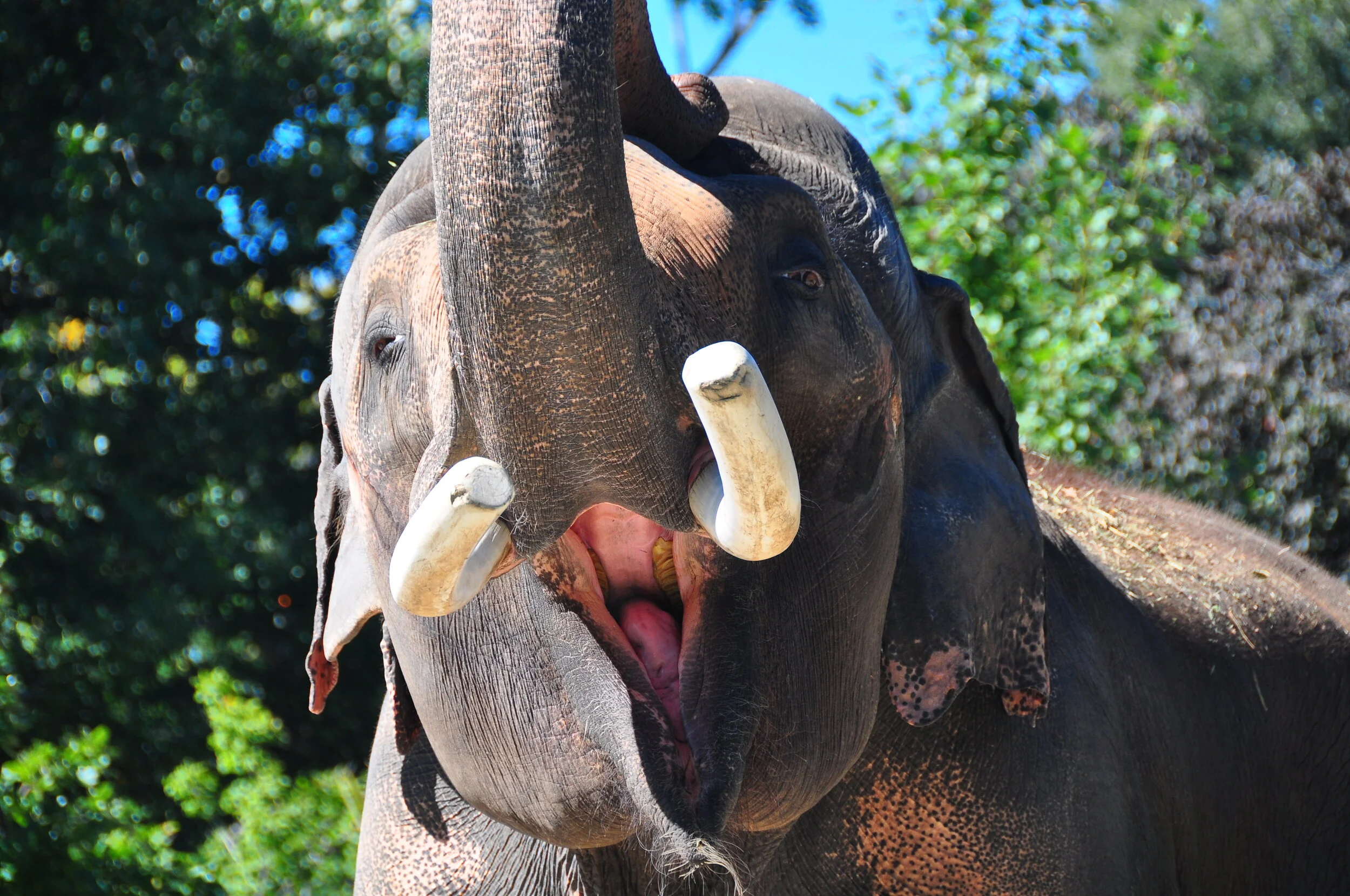 Close-up of an elephant with its trunk raised, showing its tusks, with green foliage and blue sky in the background.