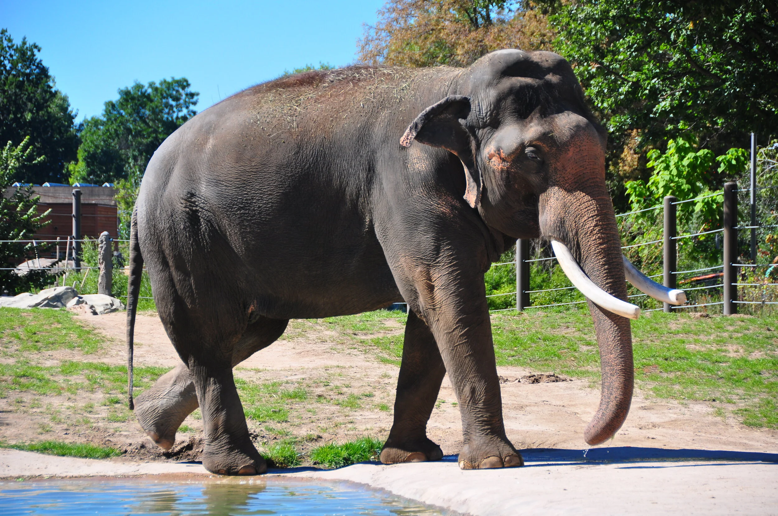 An adult elephant walking near a water source in a zoo enclosure with trees and fencing in the background.
