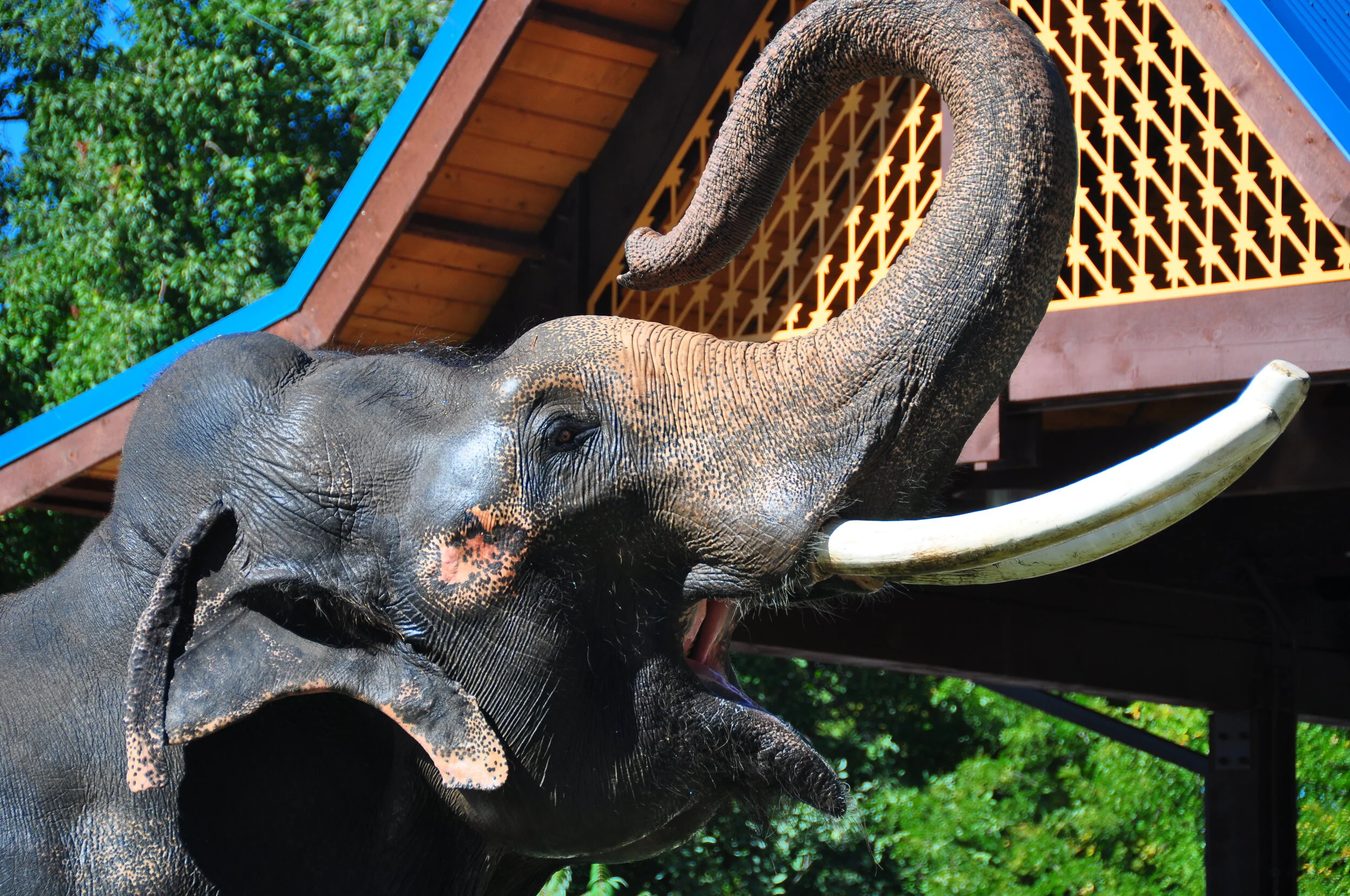 Close-up of an elephant with its trunk raised, showing its head and tusks, in front of a wooden structure with blue trim and green trees in the background.