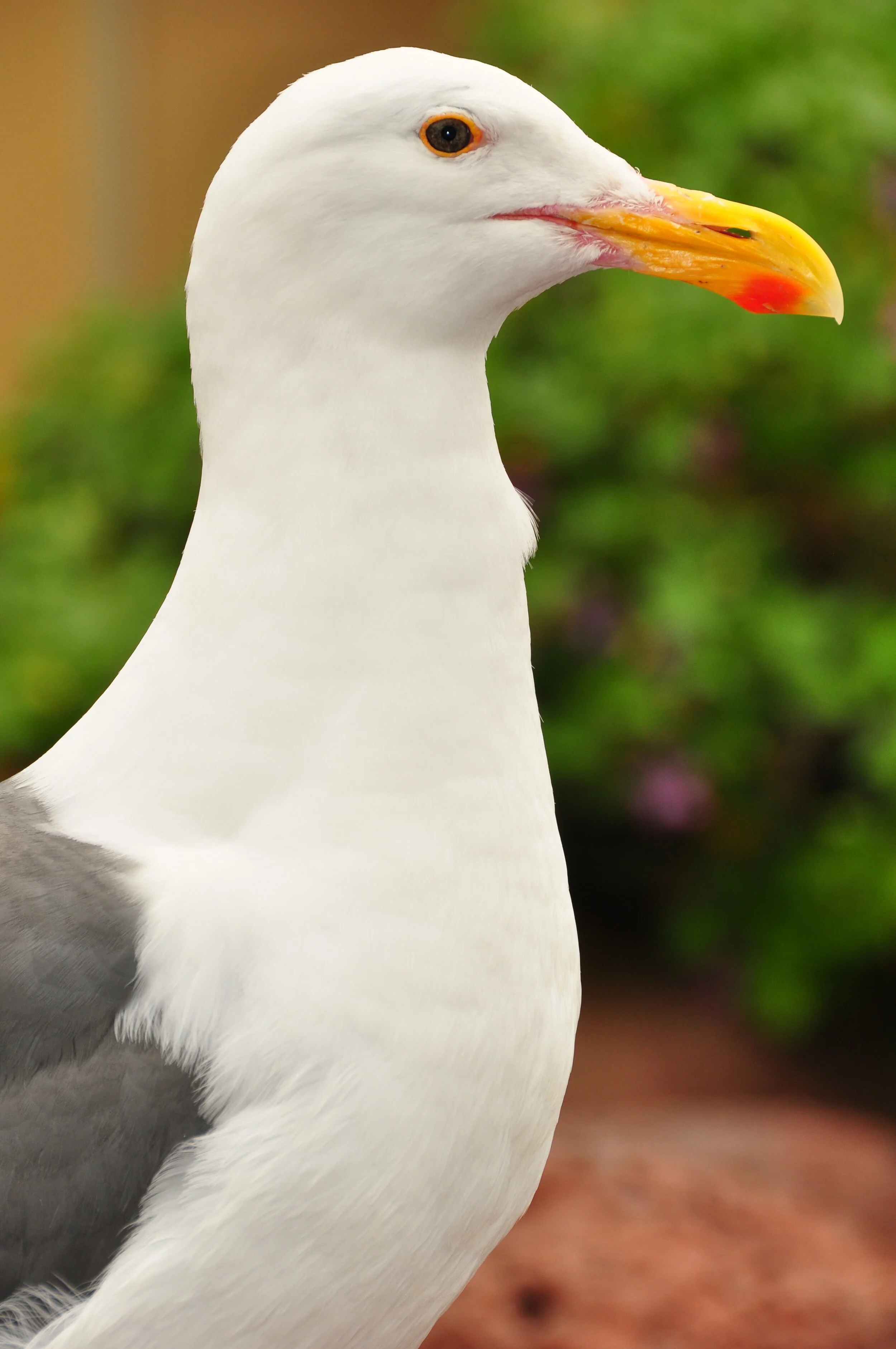 Close-up of a seagull with white and gray feathers and a yellow-orange beak, standing outdoors with green foliage in the background.