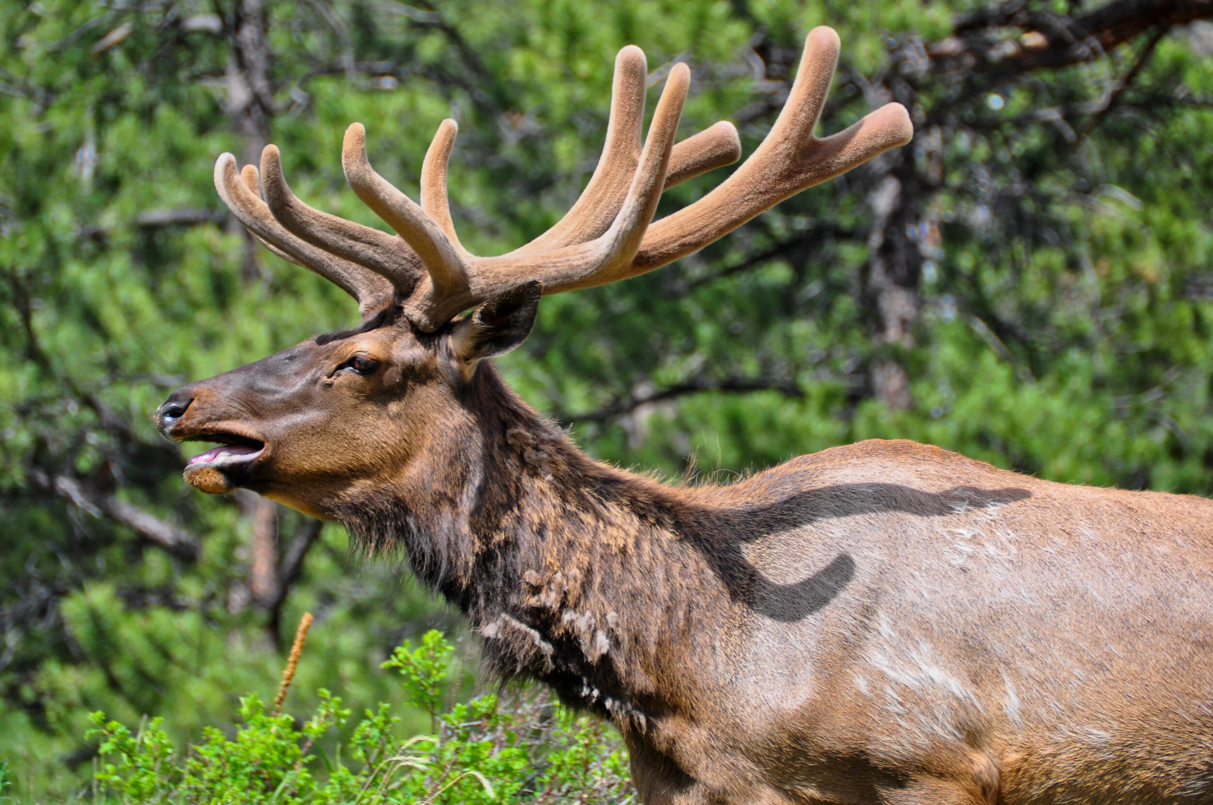A moose with large antlers standing in a green forest.