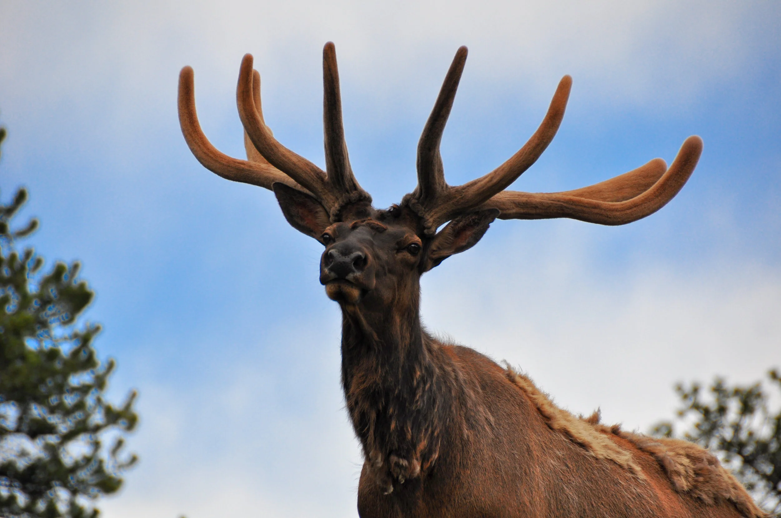 A large elk with brown fur and impressive antlers standing outdoors against a blue sky with some clouds.