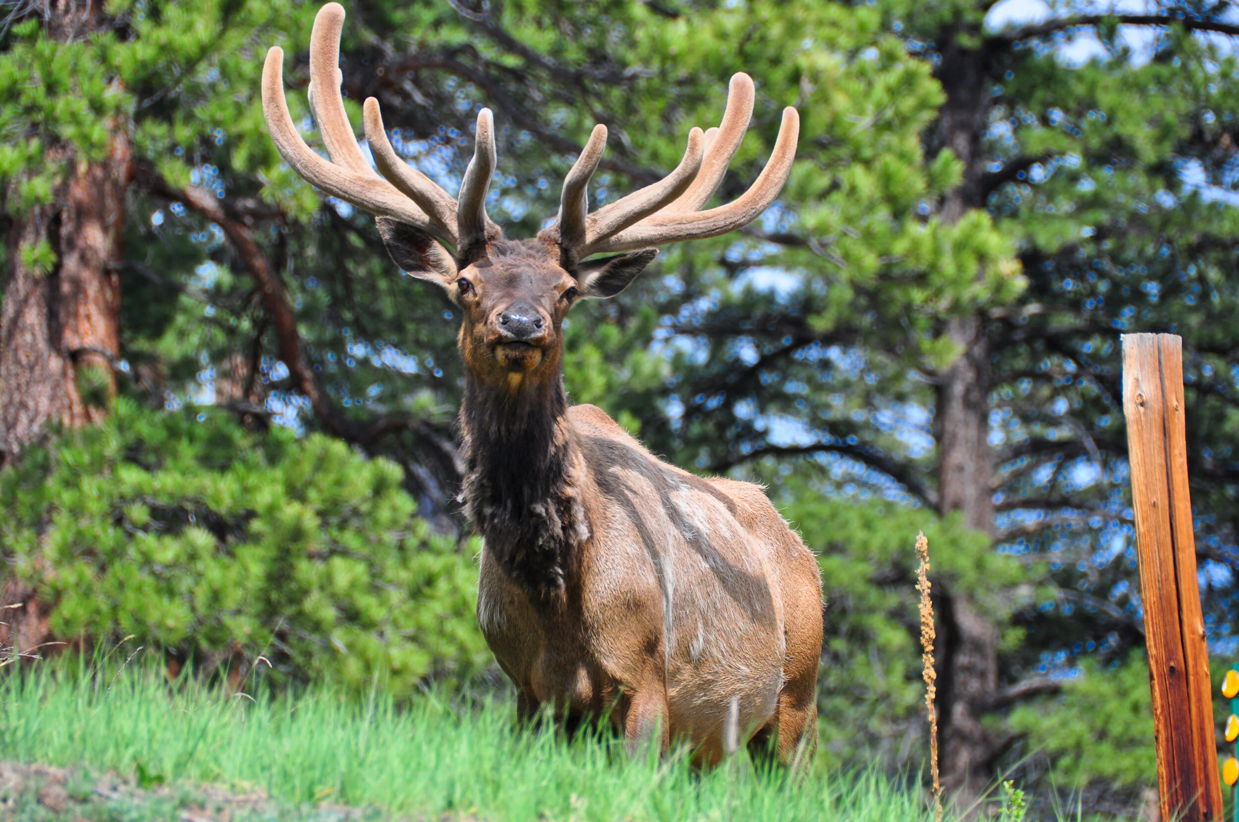 A majestic elk with large antlers standing in a forested area with green grass and pine trees.