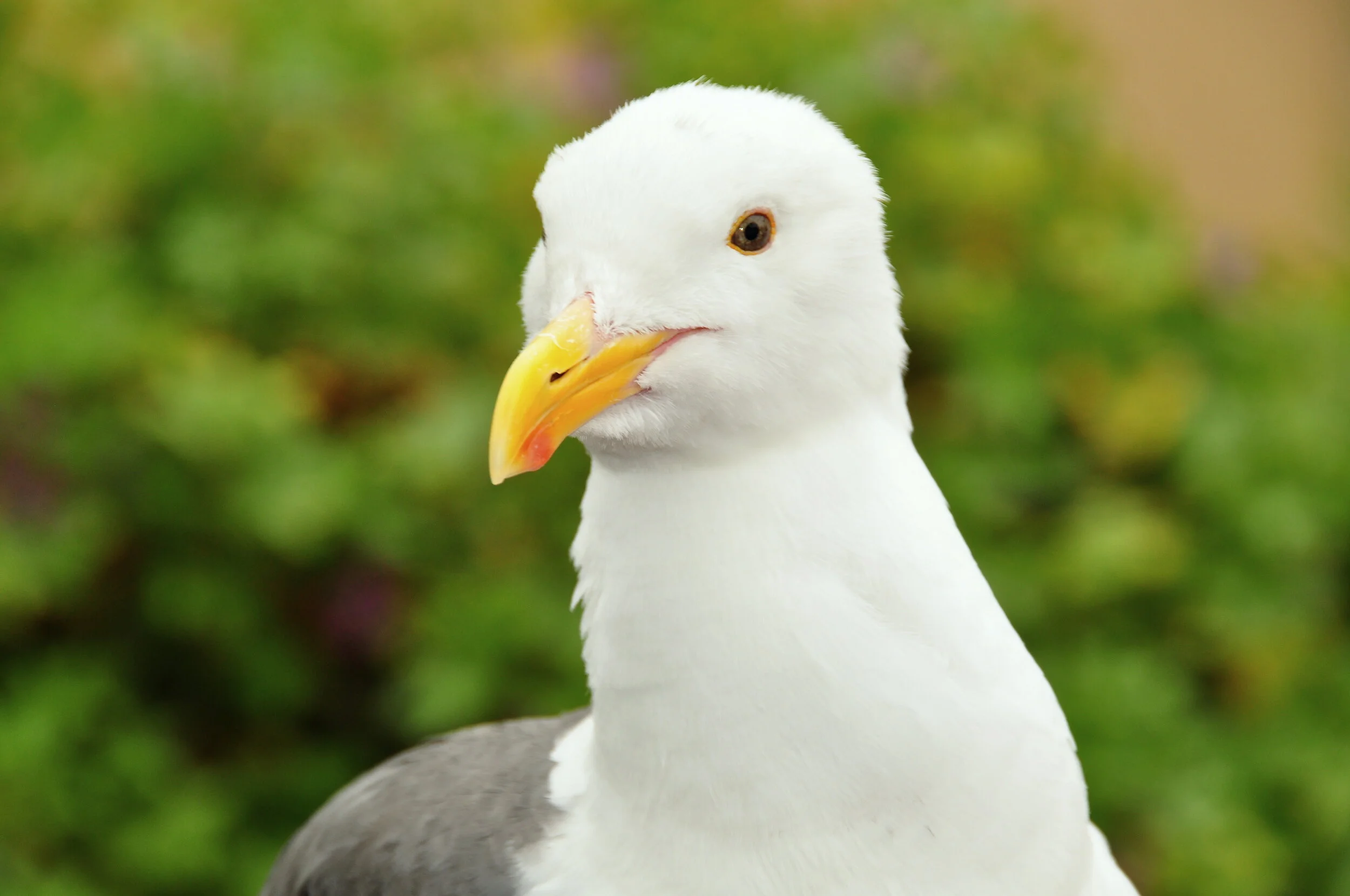 Close-up of a seagull with white feathers, yellow beak, and dark eyes, with a blurred green background.