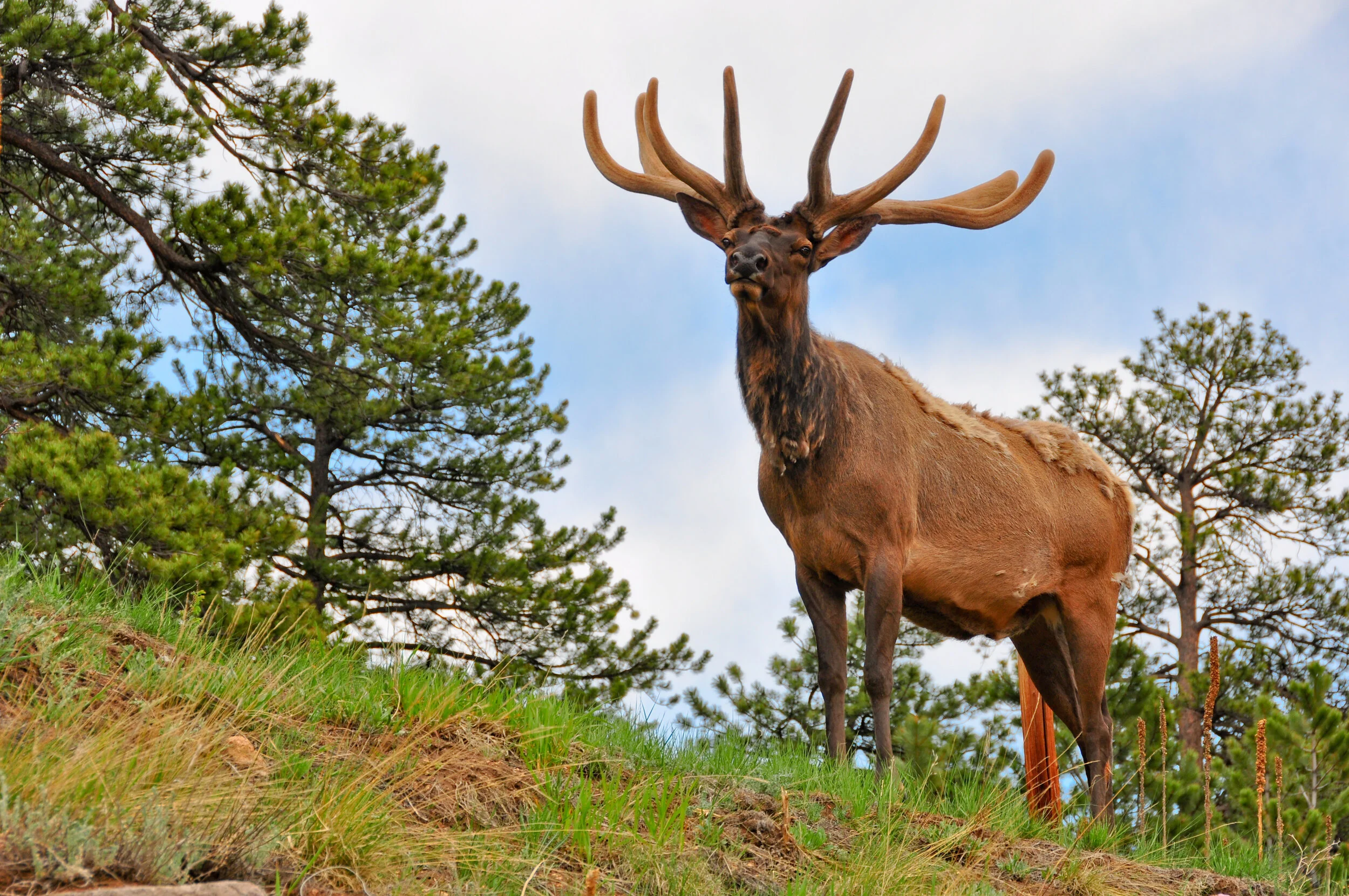 A majestic elk with large antlers standing on a grassy hillside with pine trees and a blue sky in the background.