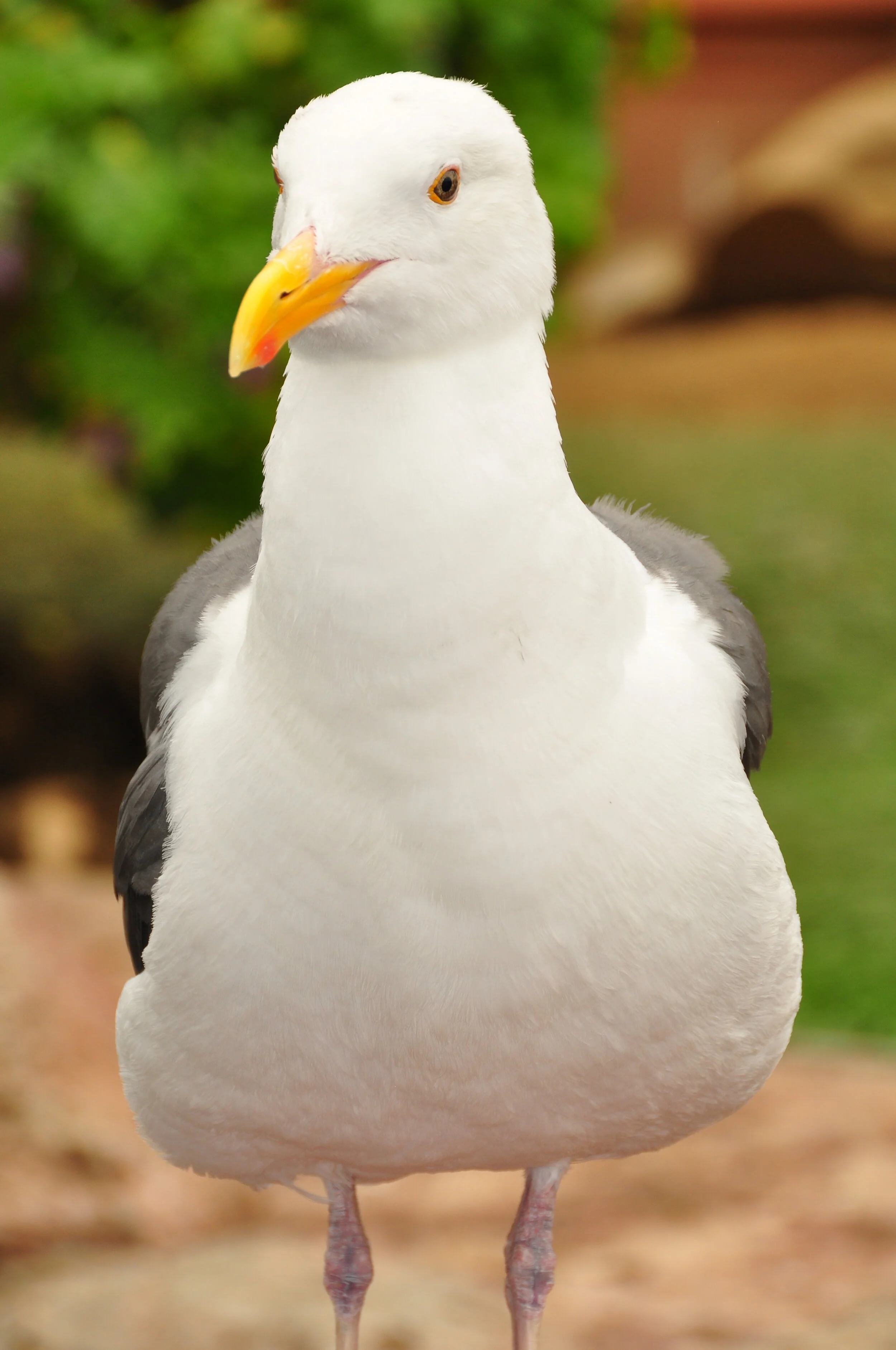 A close-up photo of a white and gray bird with an orange beak, standing outdoors with greenery in the background.