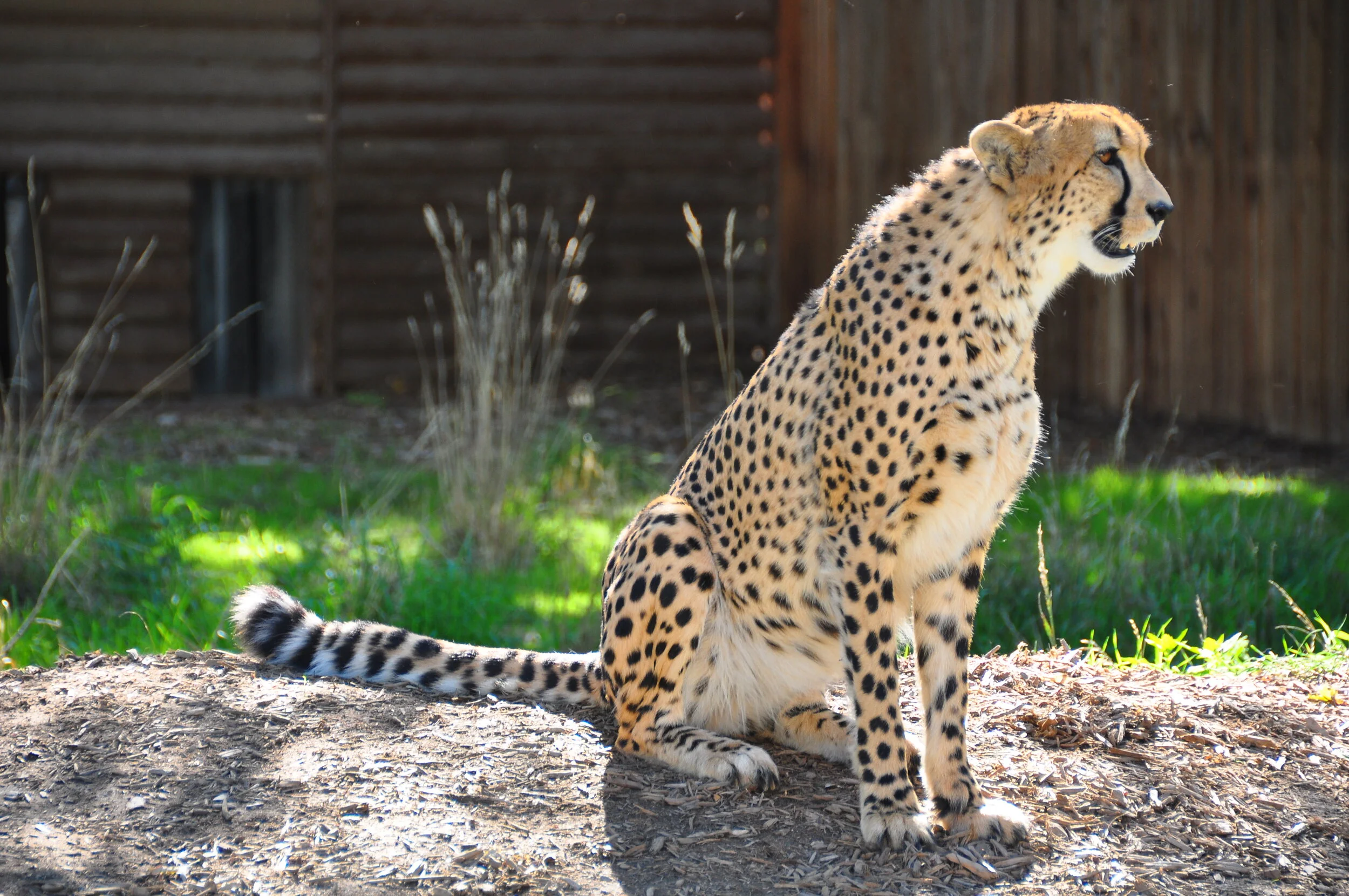 A sitting cheetah outdoors on a patch of dirt with a wooden fence and grassy area in the background.