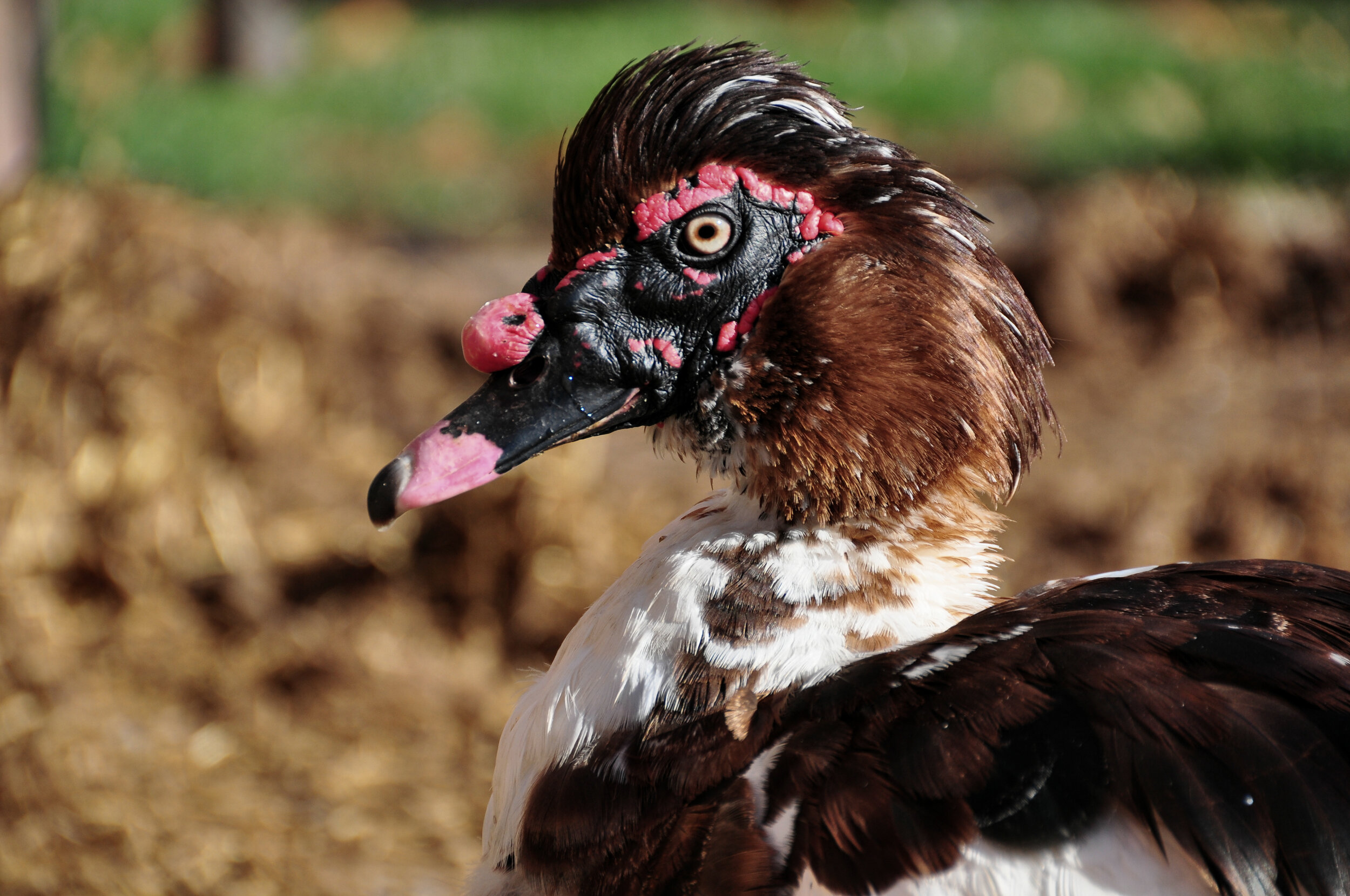 Close-up of a Muscovy duck with distinctive red facial caruncles, black and white plumage, and a pink beak.