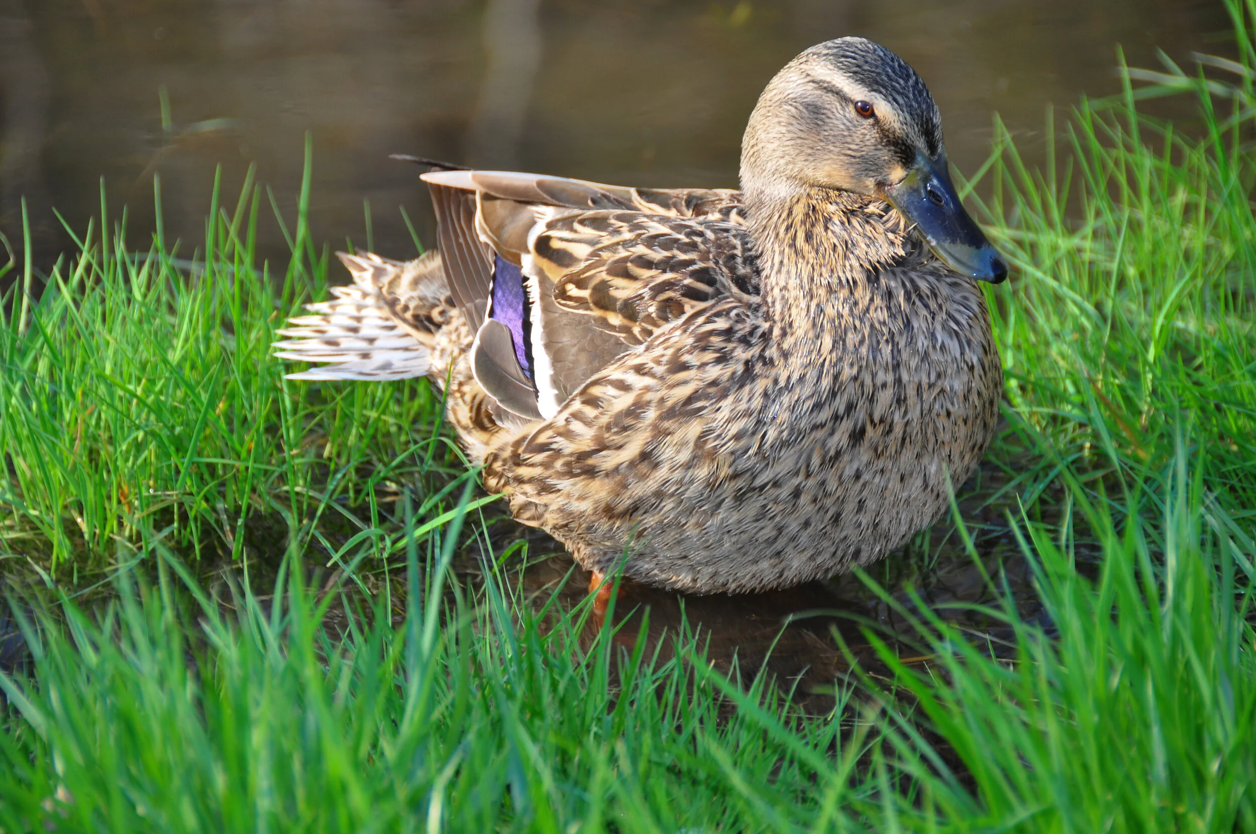 A mallard duck sitting on the grass near a body of water, with its head turned to the side.