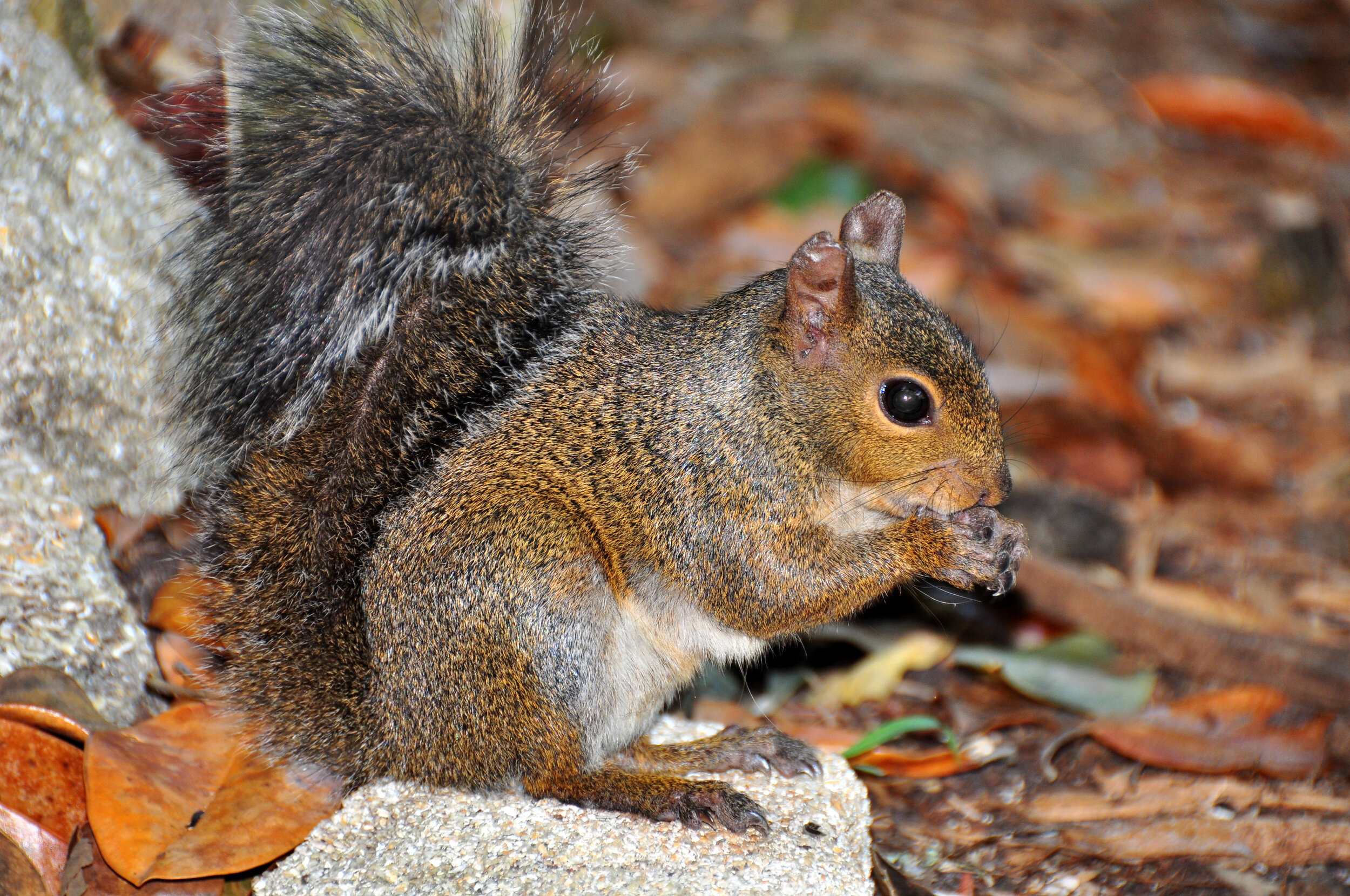 A squirrel with brown and gray fur sitting on a rock, holding and eating a small nut or seed, with fallen leaves in the background.