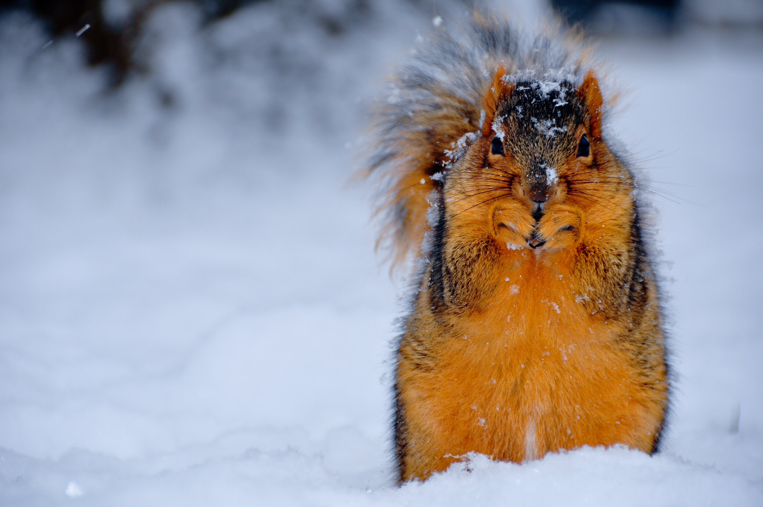 A squirrel with orange and brown fur standing in snow, holding food with its front paws, snow on its face and fur.