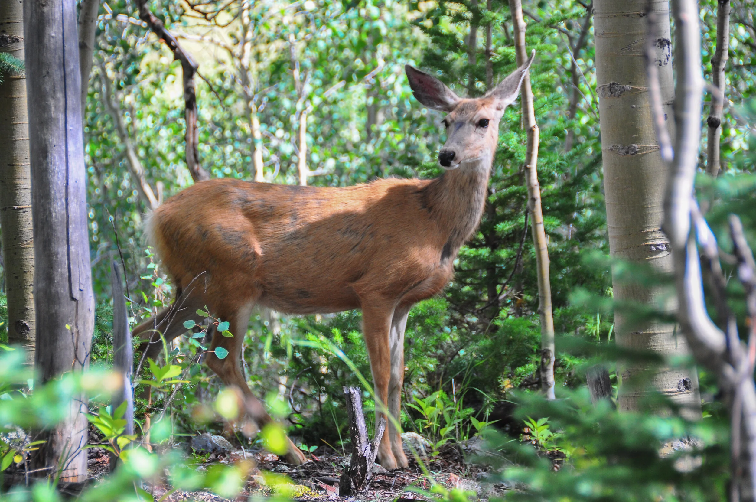 A young deer standing among trees and green foliage in a forest.