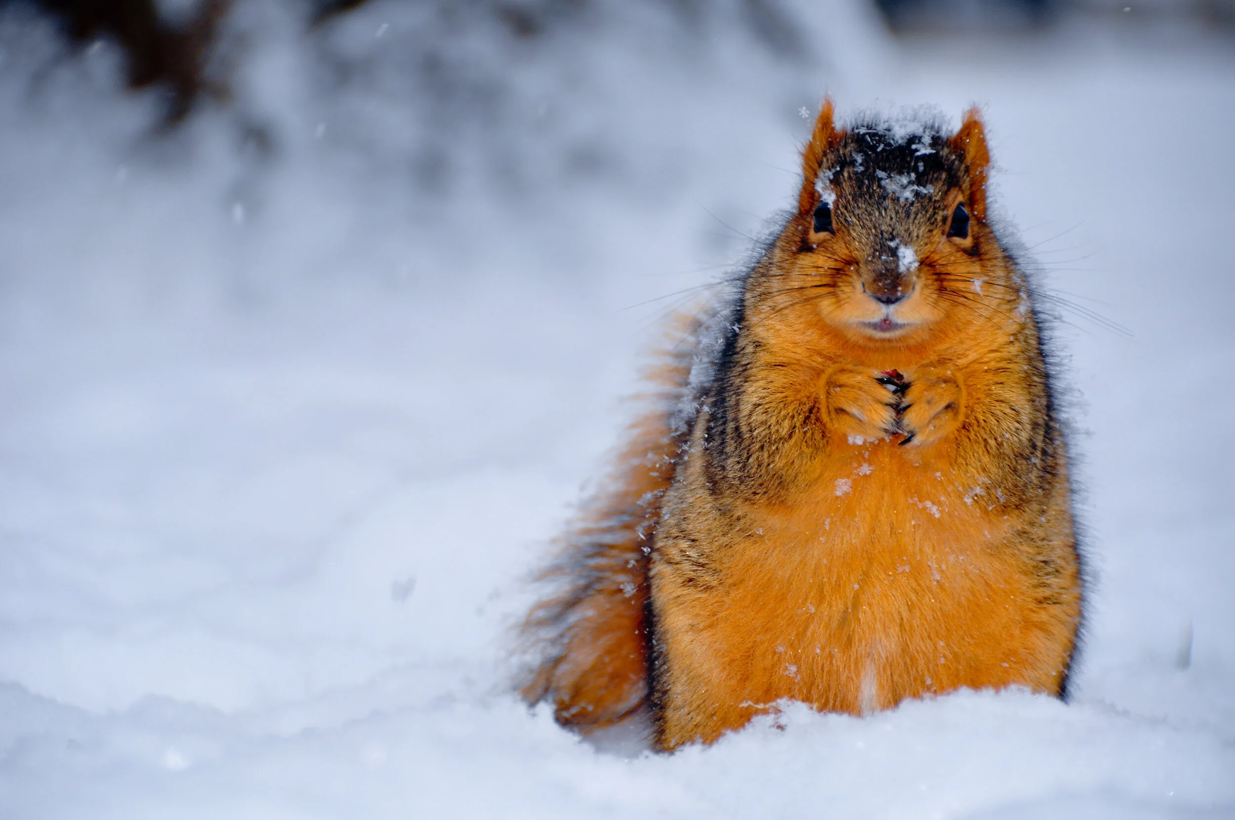 A squirrel sitting in snow with snow on its fur and paws, looking directly at the camera.