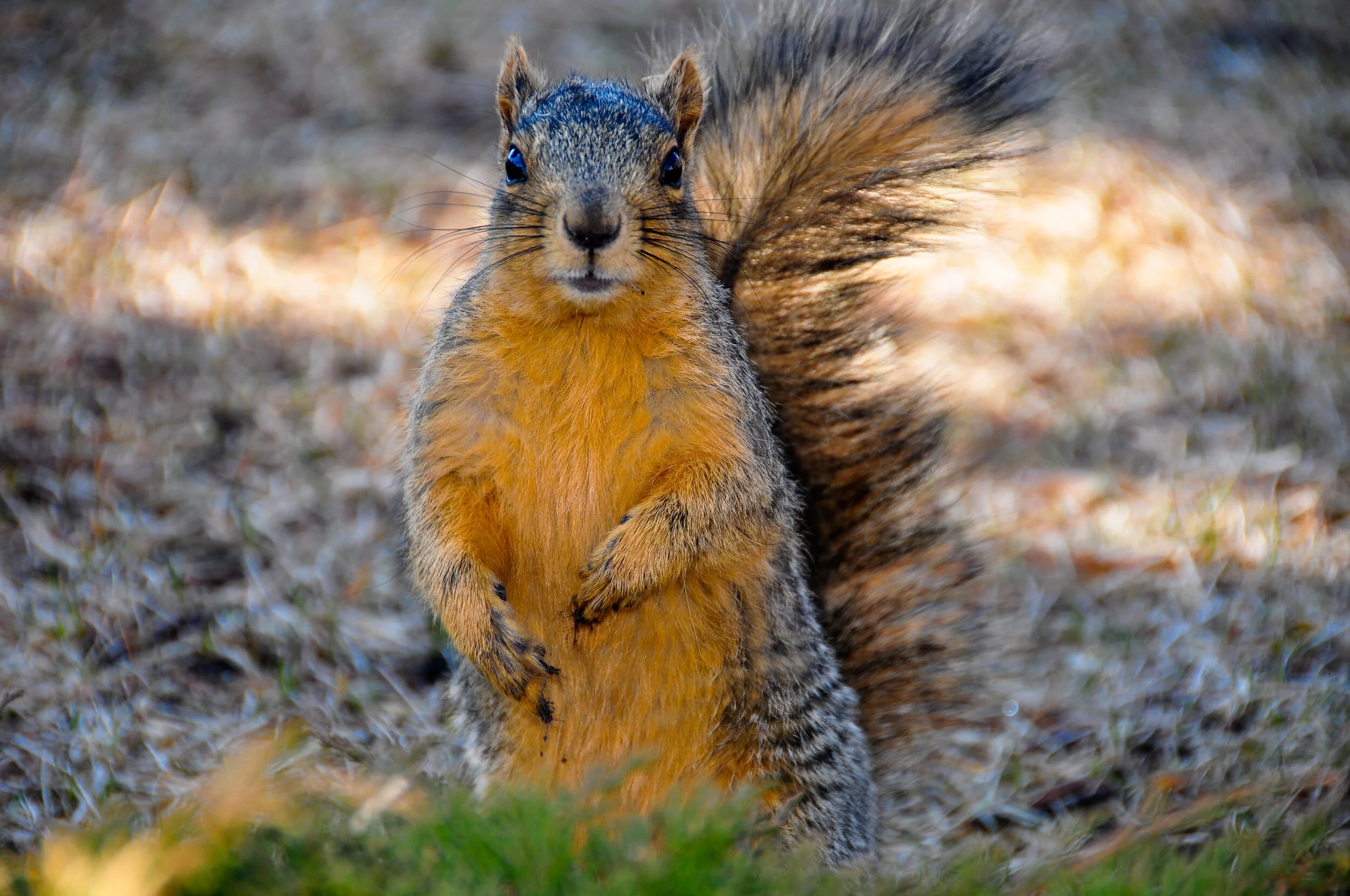 A squirrel standing upright on a forest floor with its tail raised behind it, showing its orange-brown fur and bushy tail, with a blurred background of dried leaves.