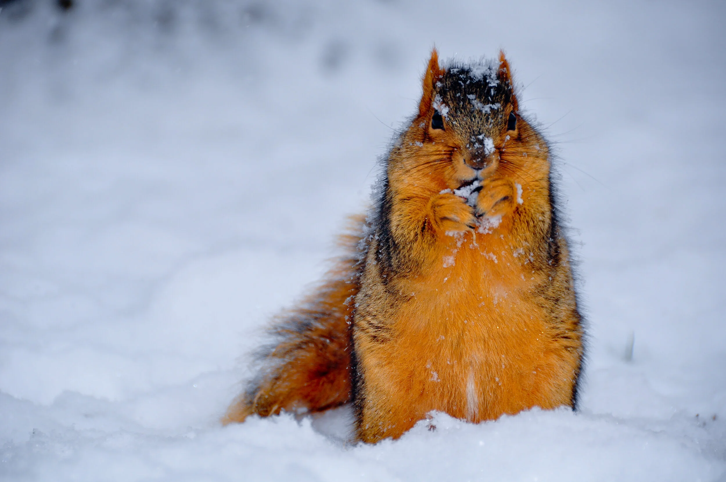 A squirrel sitting in snow, holding and eating a snow-covered nut or seed.
