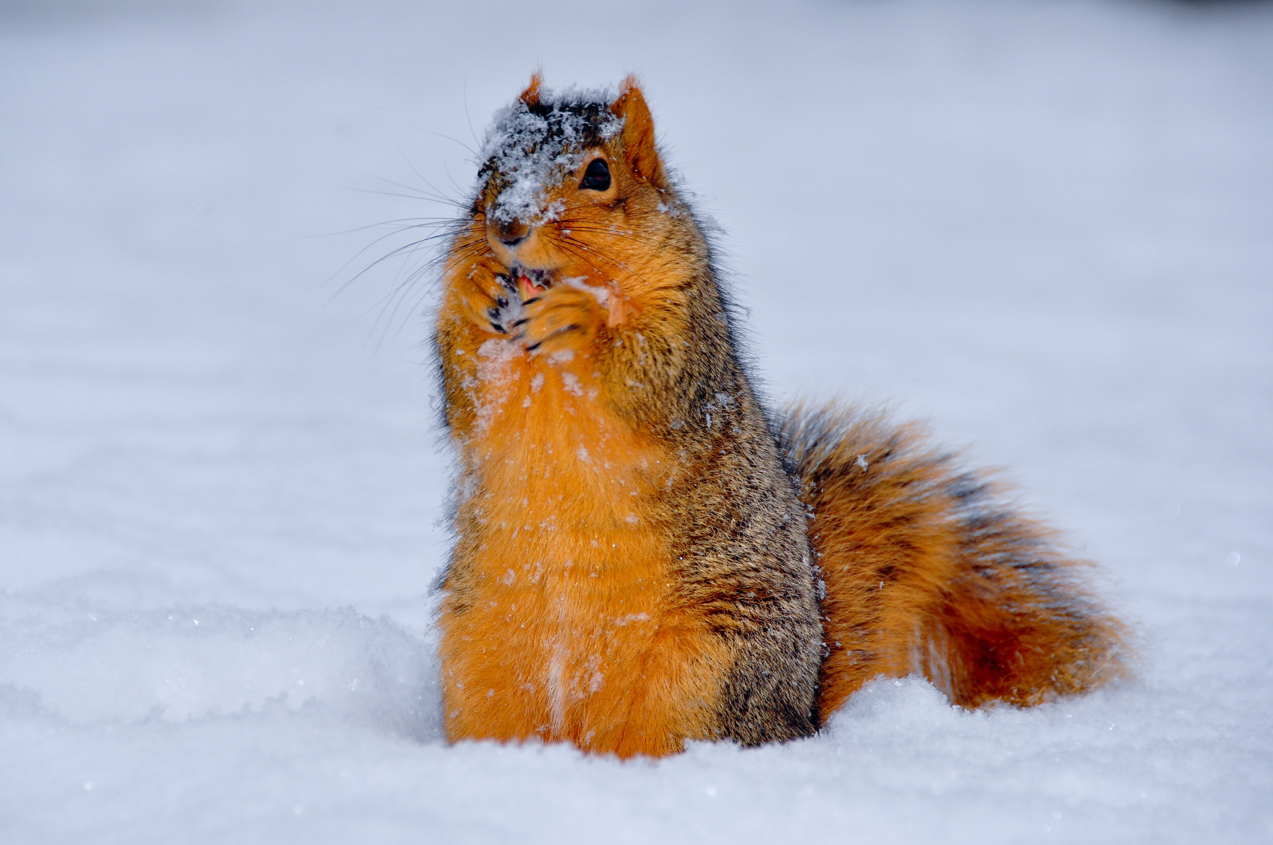 A squirrel sitting in the snow, nibbling on something with snow on its face and body.