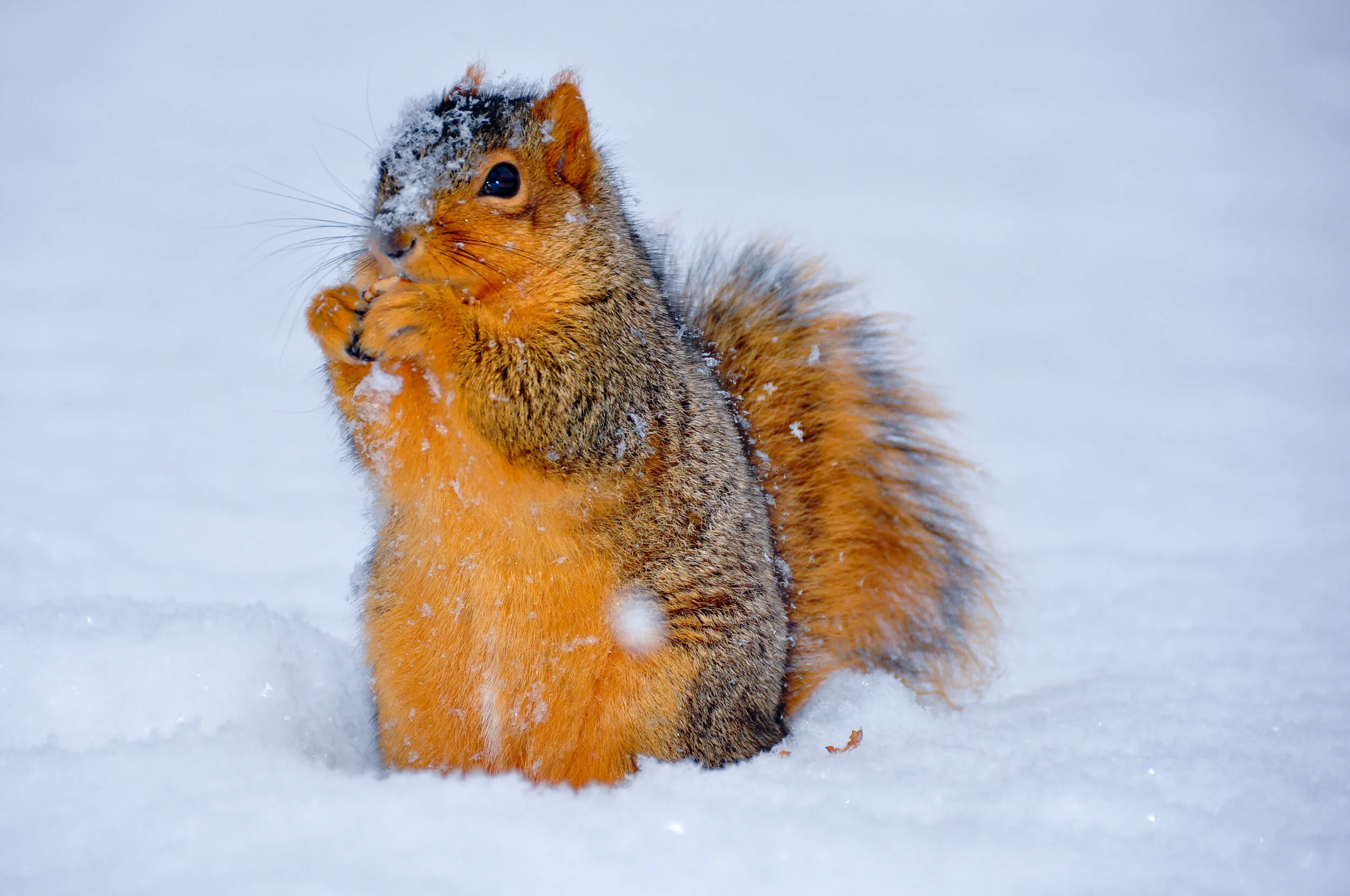 A squirrel sitting in the snow, grooming itself with snow on its fur.