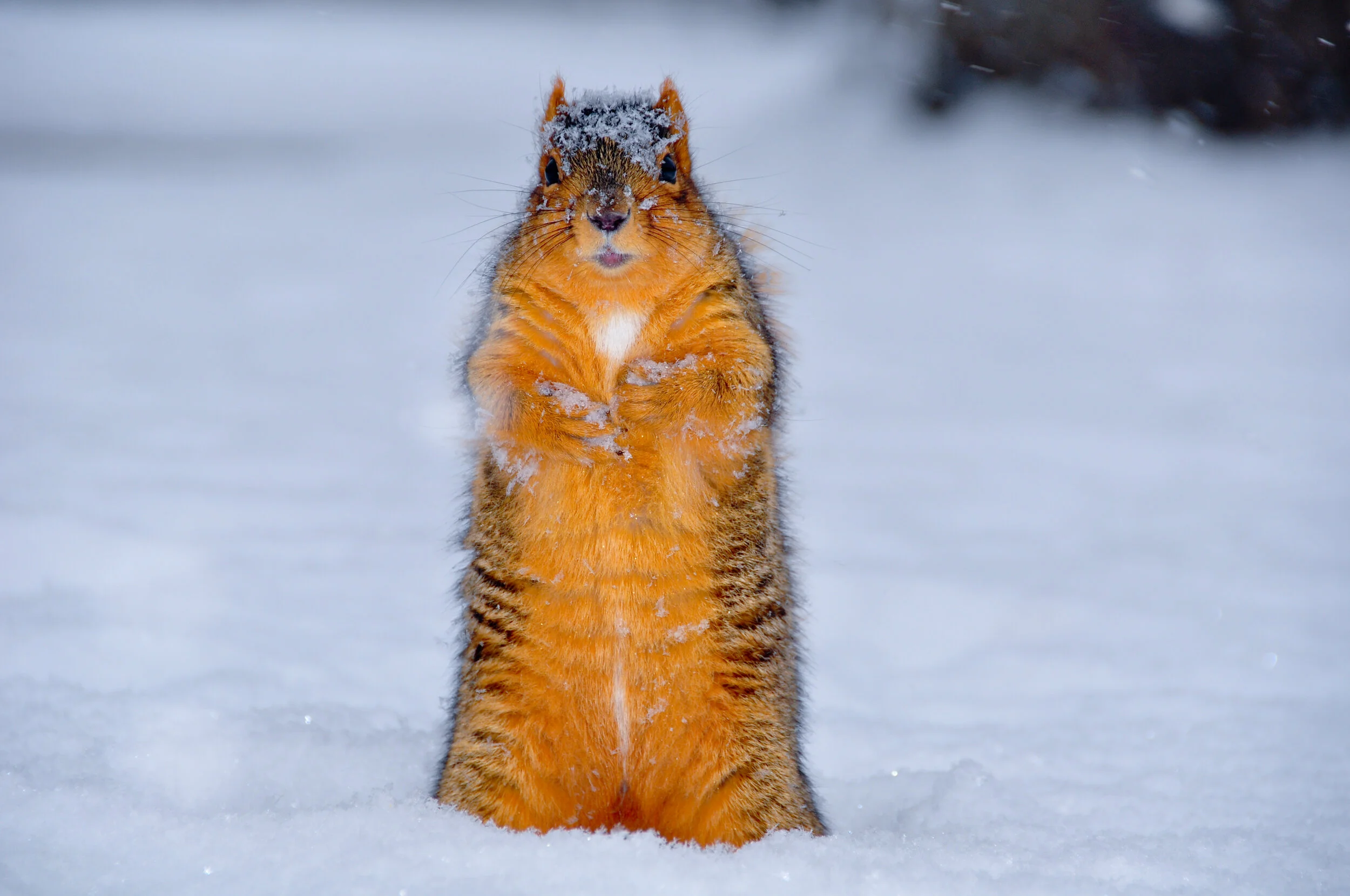 A squirrel standing upright in the snow with snow on its face and body, looking directly at the camera.