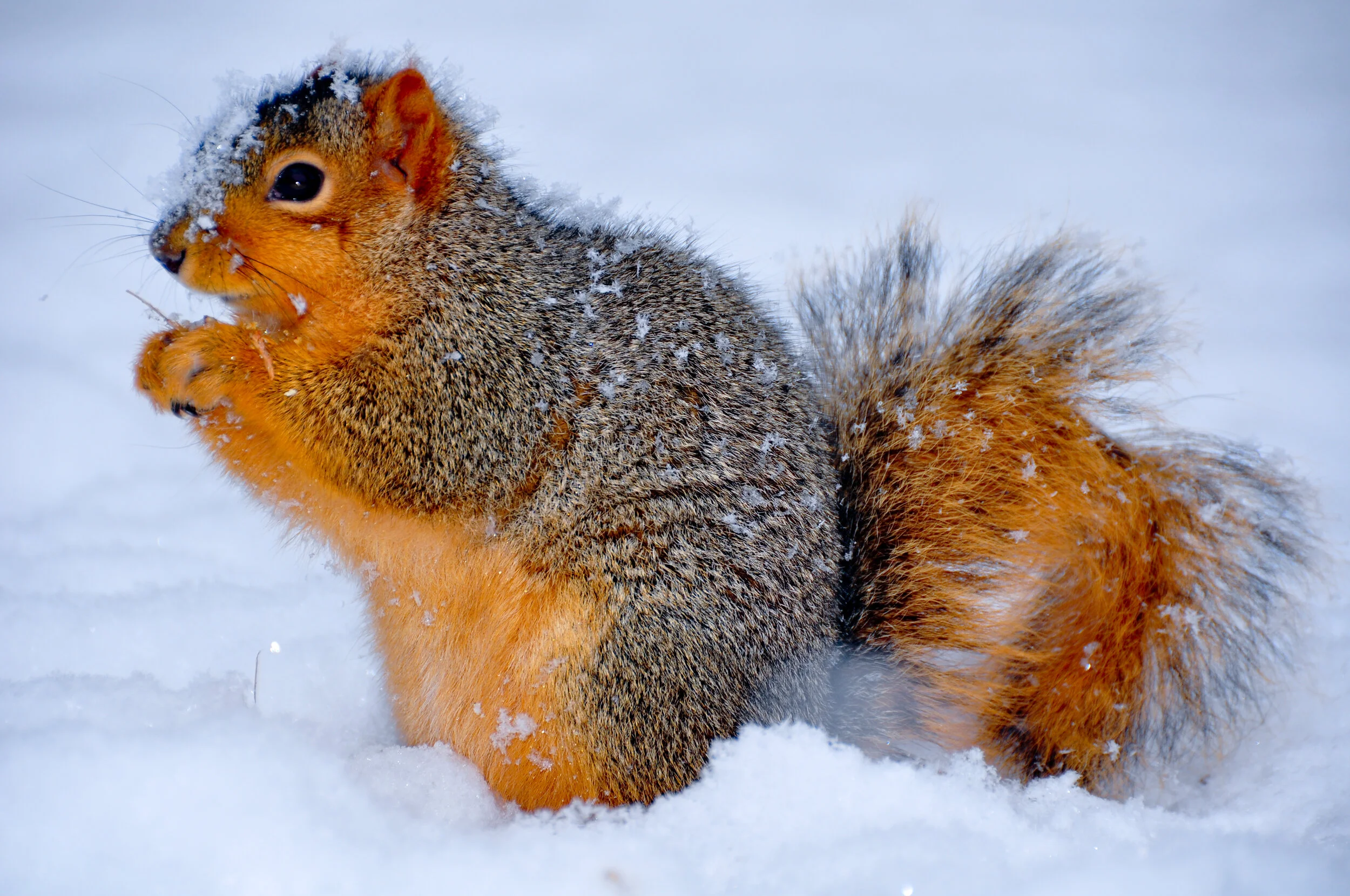 A squirrel in the snow, holding a nut near its mouth with snow on its fur and bushy tail.
