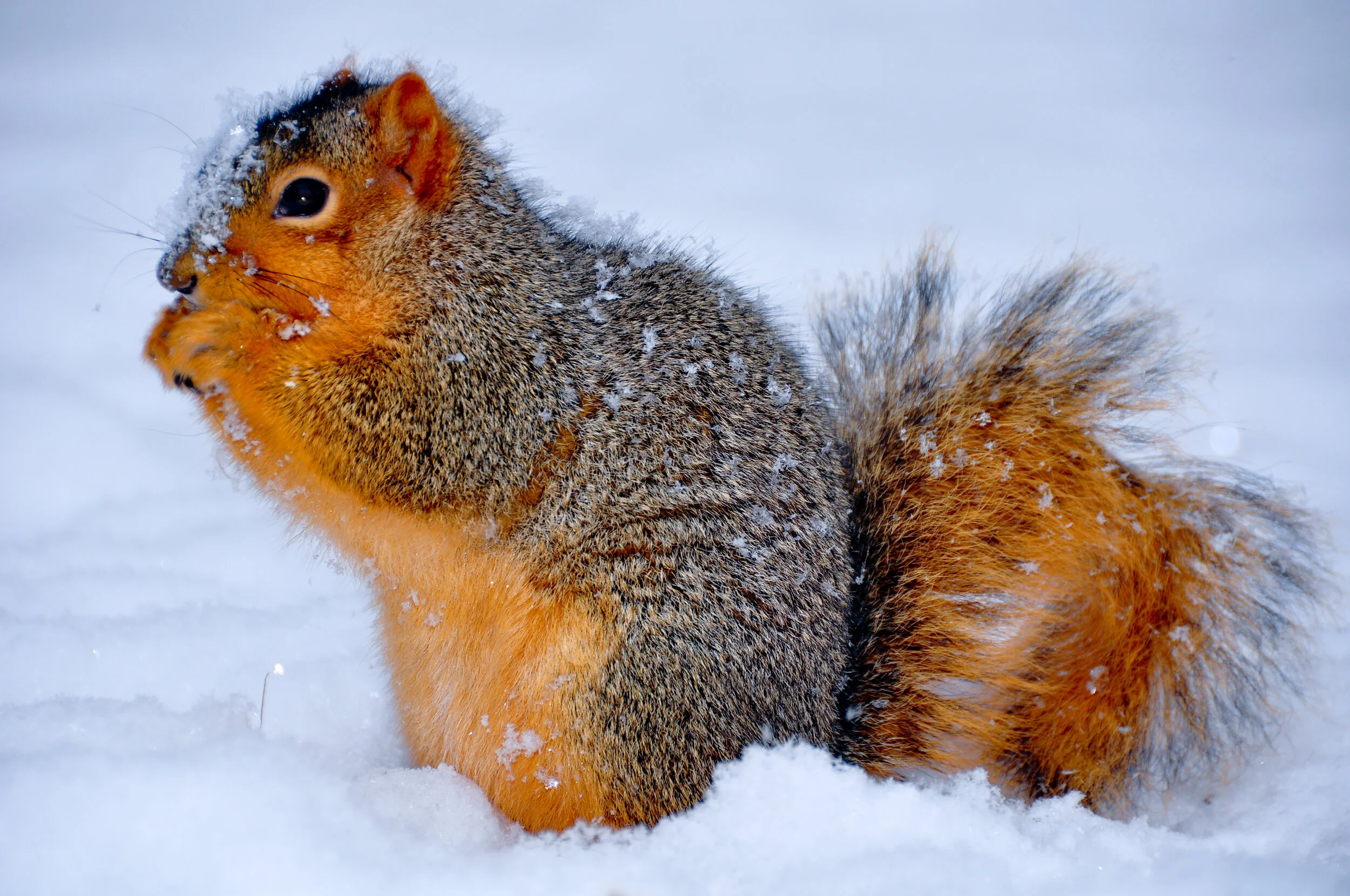 A squirrel sitting on snow with some snow on its fur, holding food in its paw.