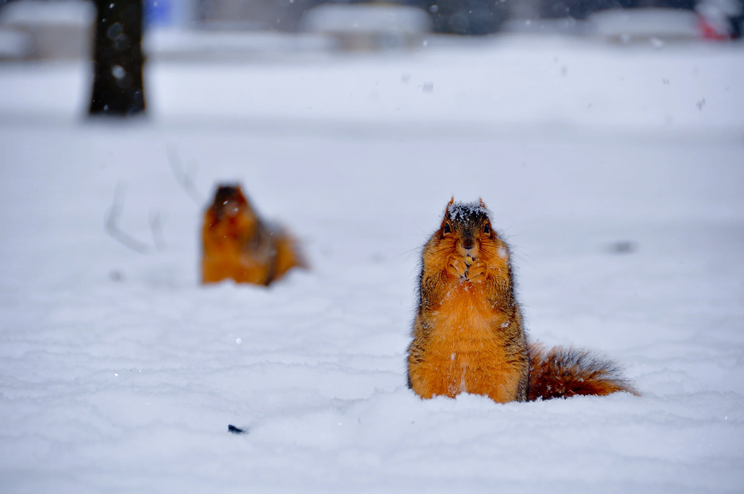 A squirrel standing upright on snow with snow on its head, holding food in its front paws, with another squirrel blurred in the background.