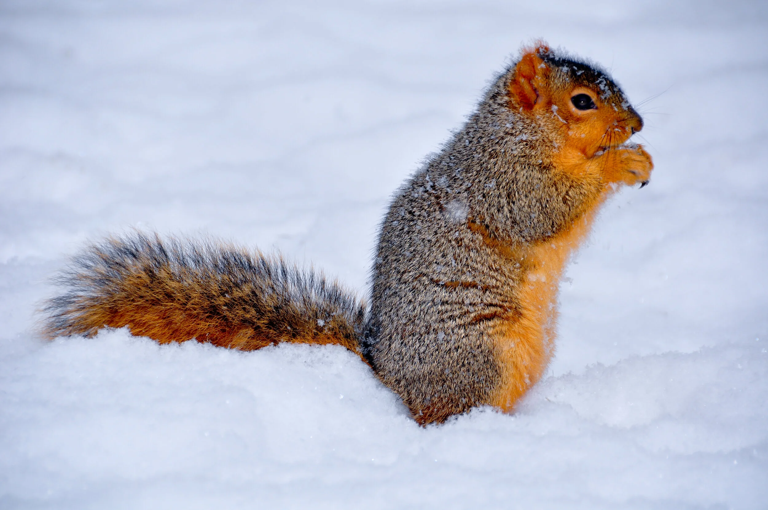 A squirrel sitting on snow, holding its front paws near its mouth.