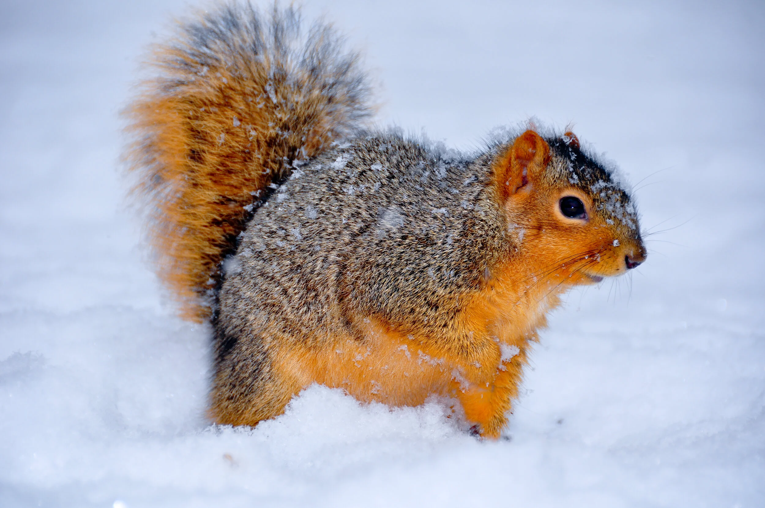 A squirrel standing in the snow with snow on its face and fur, looking to the right.
