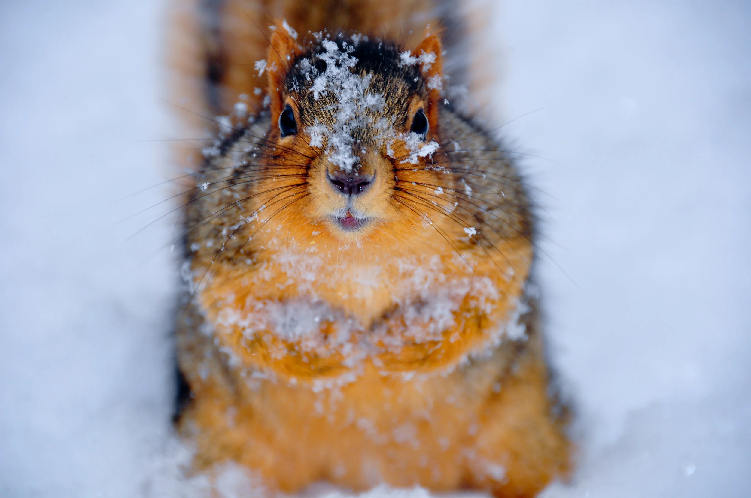 Close-up of a squirrel in snow with snow on its face and body, looking directly at the camera.