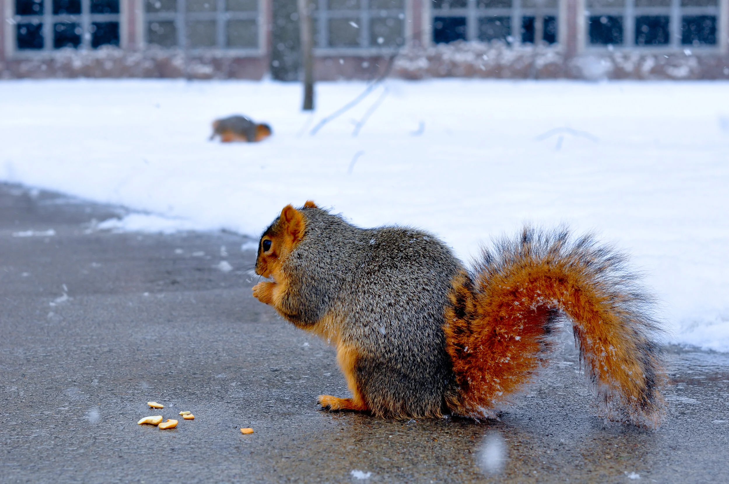 A squirrel eating food on a wet ground in a snowy outdoor area with another squirrel in the background.