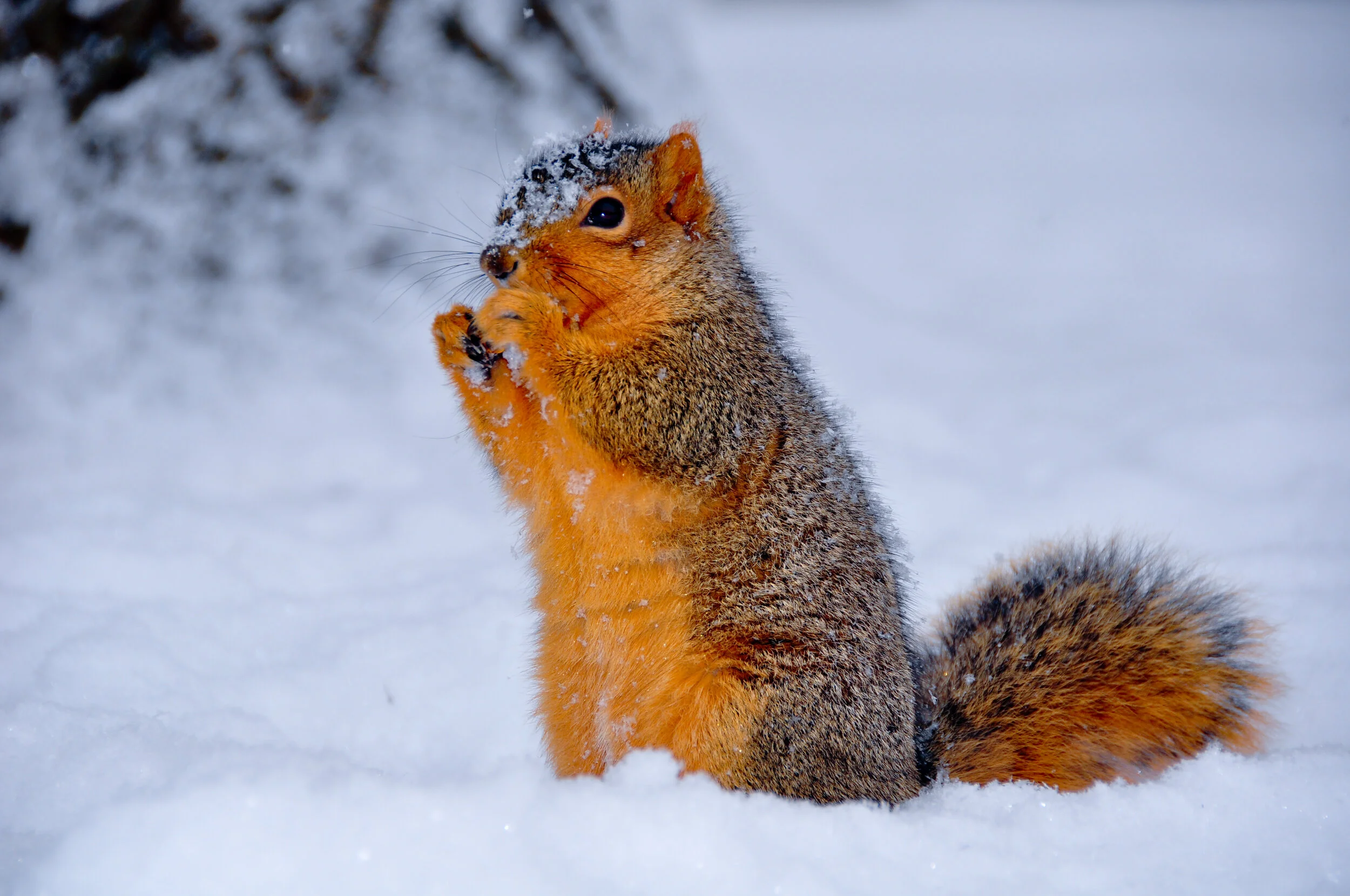 Squirrel standing on snow with front paws raised, snow on face and tail, against a snowy background.