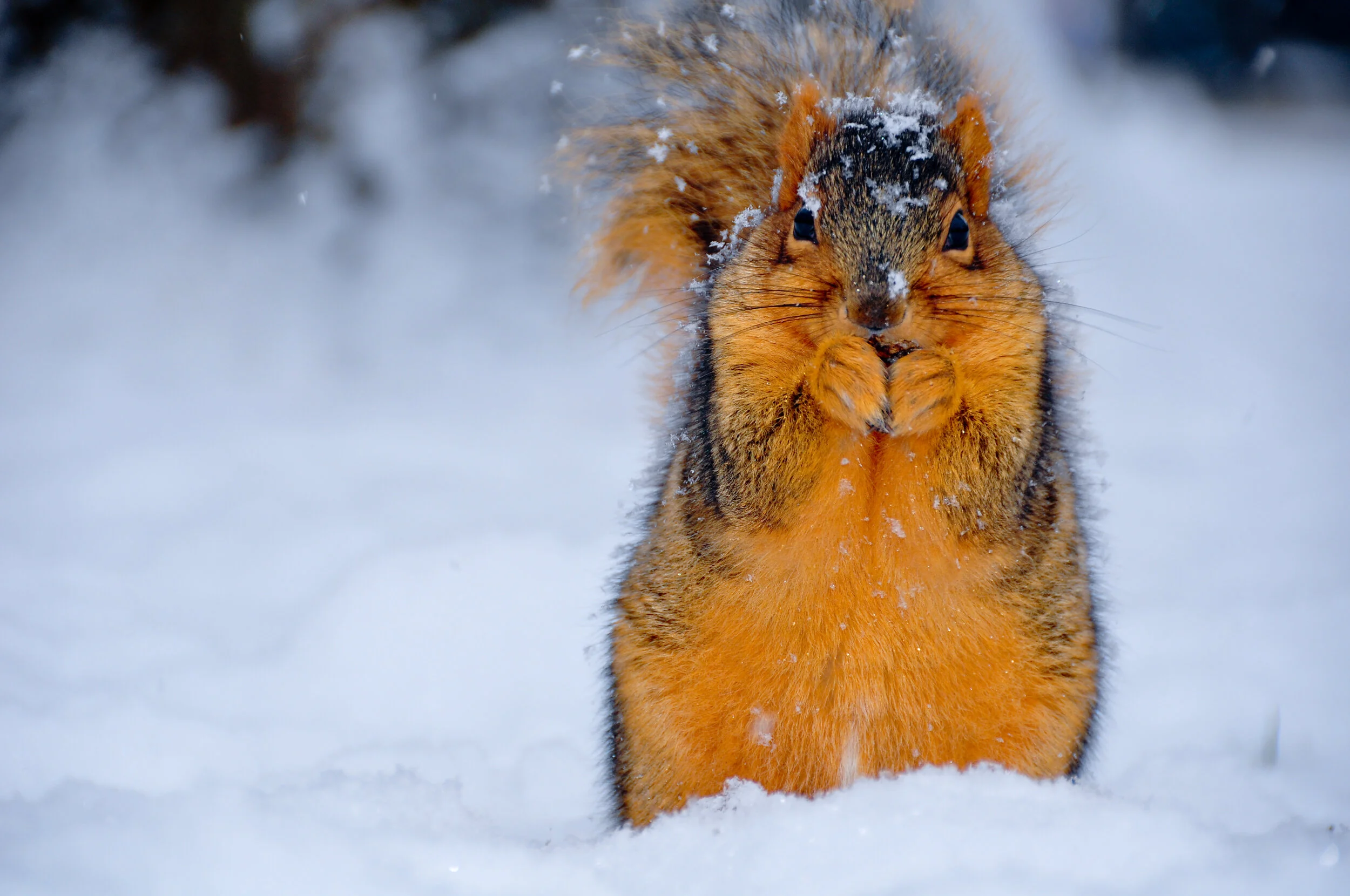 A squirrel with orange fur standing in snow, looking directly at the camera with its paws near its face.