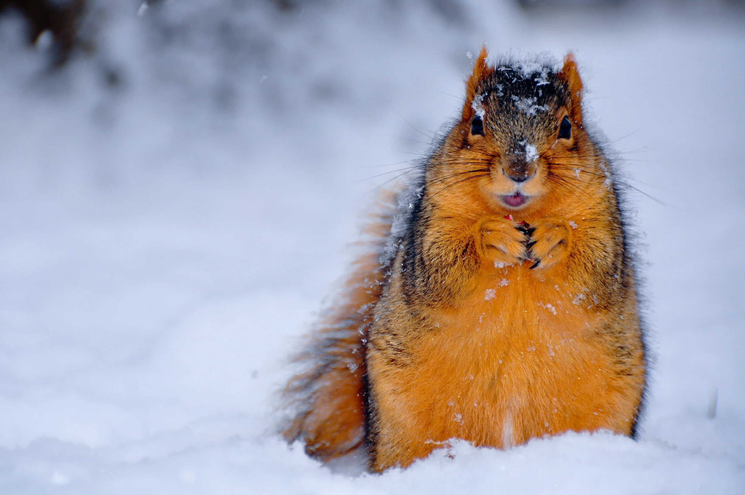 A squirrel sitting in the snow, facing forward, with snow on its head and body, holding something in its paws.