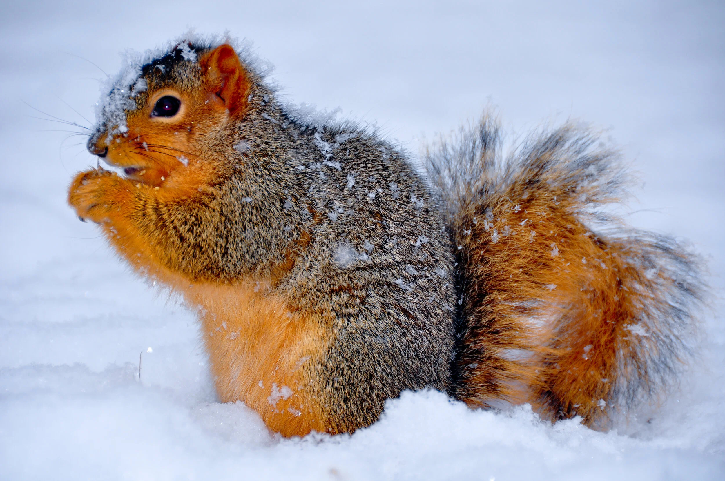 A squirrel sitting in the snow, with some snow on its fur, holding its paws near its mouth.