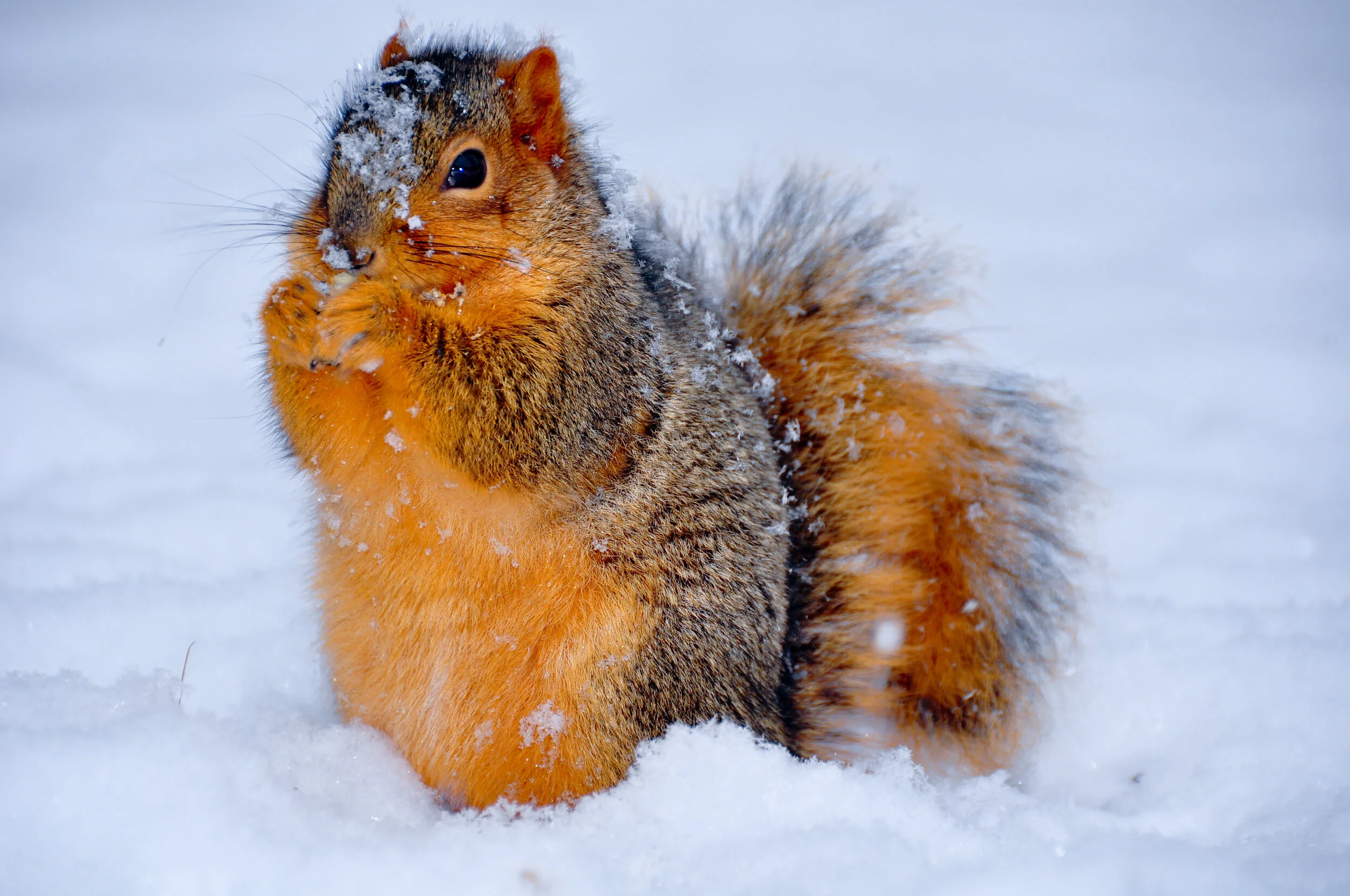 A squirrel in the snow, partially covered with snow on its face and body.