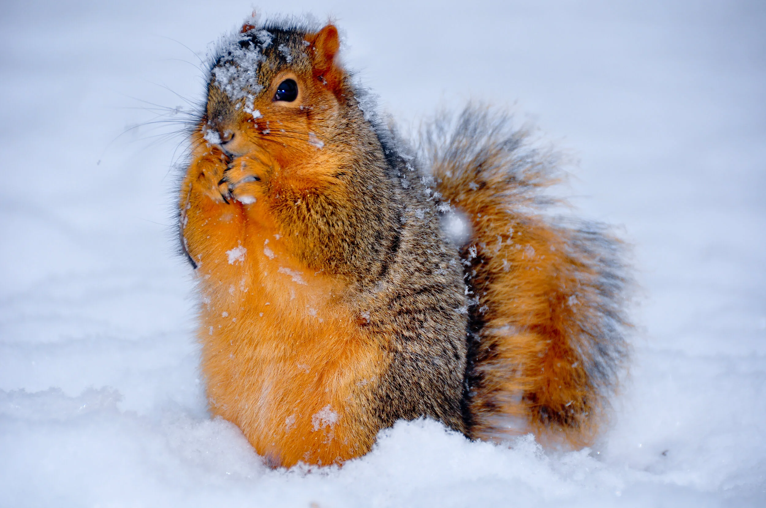 A squirrel sitting in the snow, with snow on its head and fur, holding its paws near its mouth.